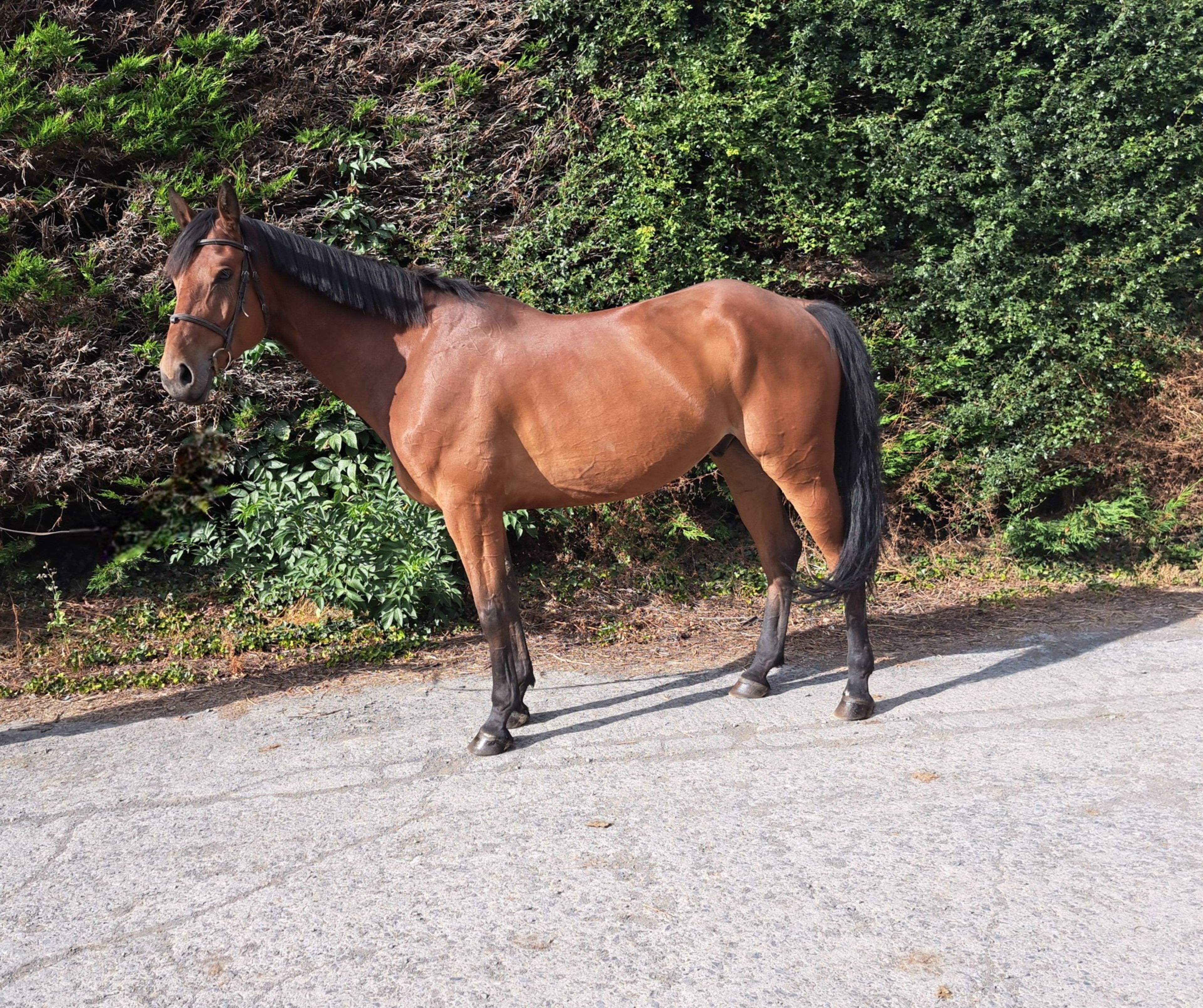 MC Raglan Road (HHS CORNET x SHANNONDALE SARCO) - Image 2
