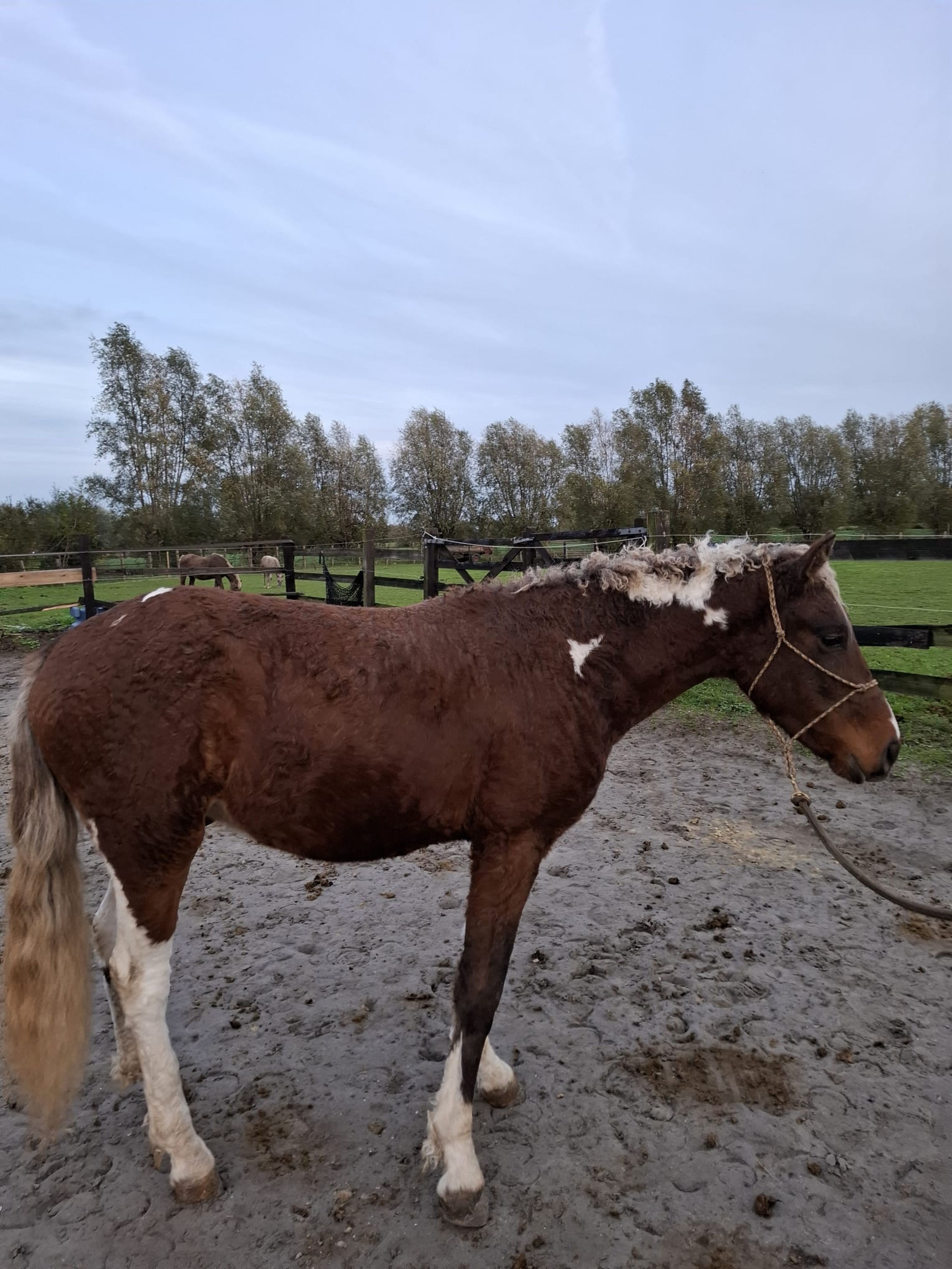 PC Sjötta (PC EL PRIMO x CHARMING JET ROCK IT) - Image 1