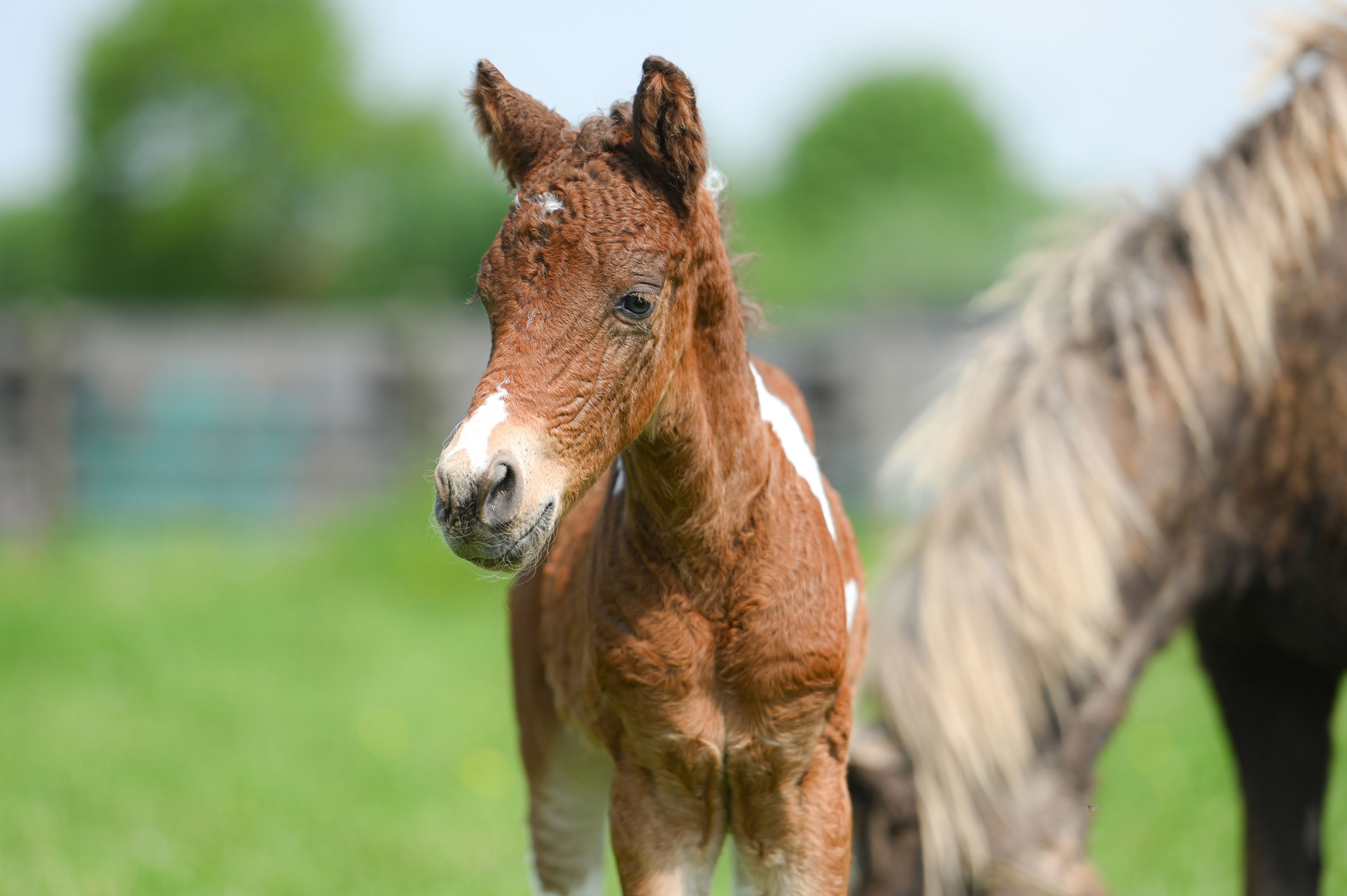 PC Sjötta (PC EL PRIMO x CHARMING JET ROCK IT) - Image 5