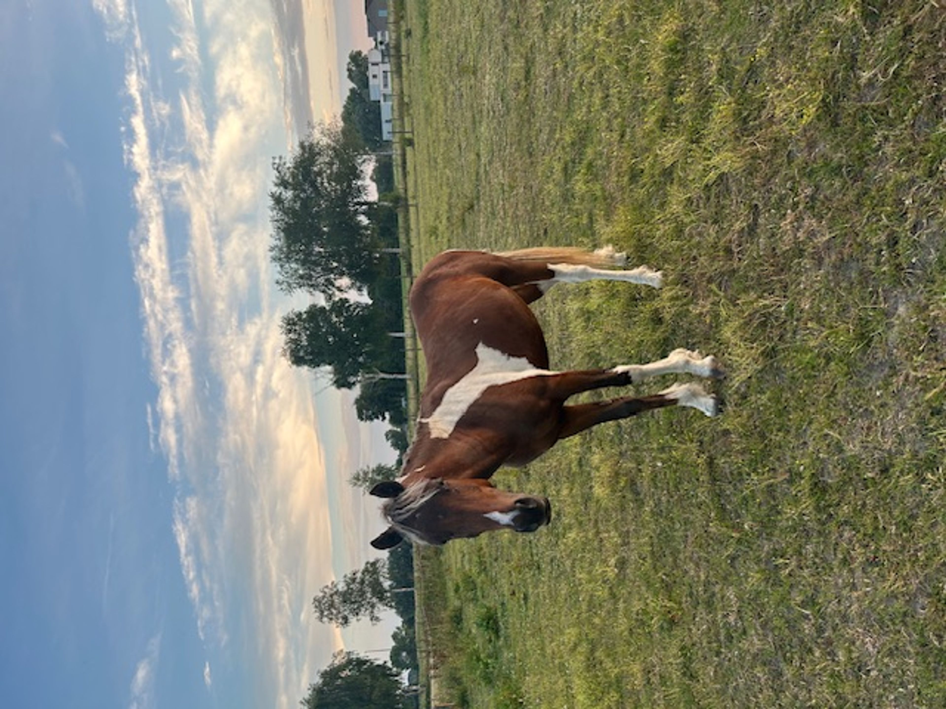 PC Sjötta (PC EL PRIMO x CHARMING JET ROCK IT) - Image 7