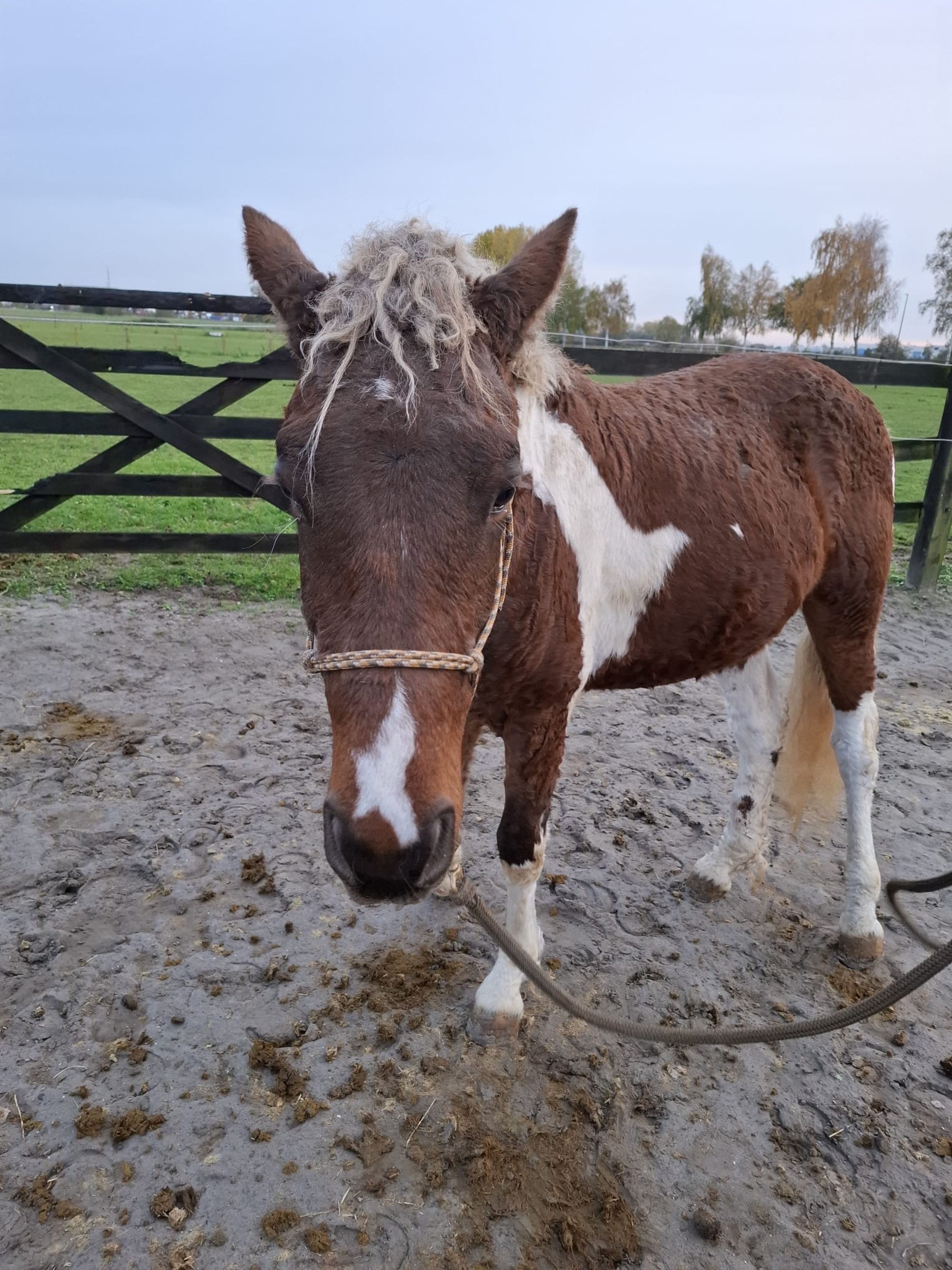 PC Sjötta (PC EL PRIMO x CHARMING JET ROCK IT) - Image 9