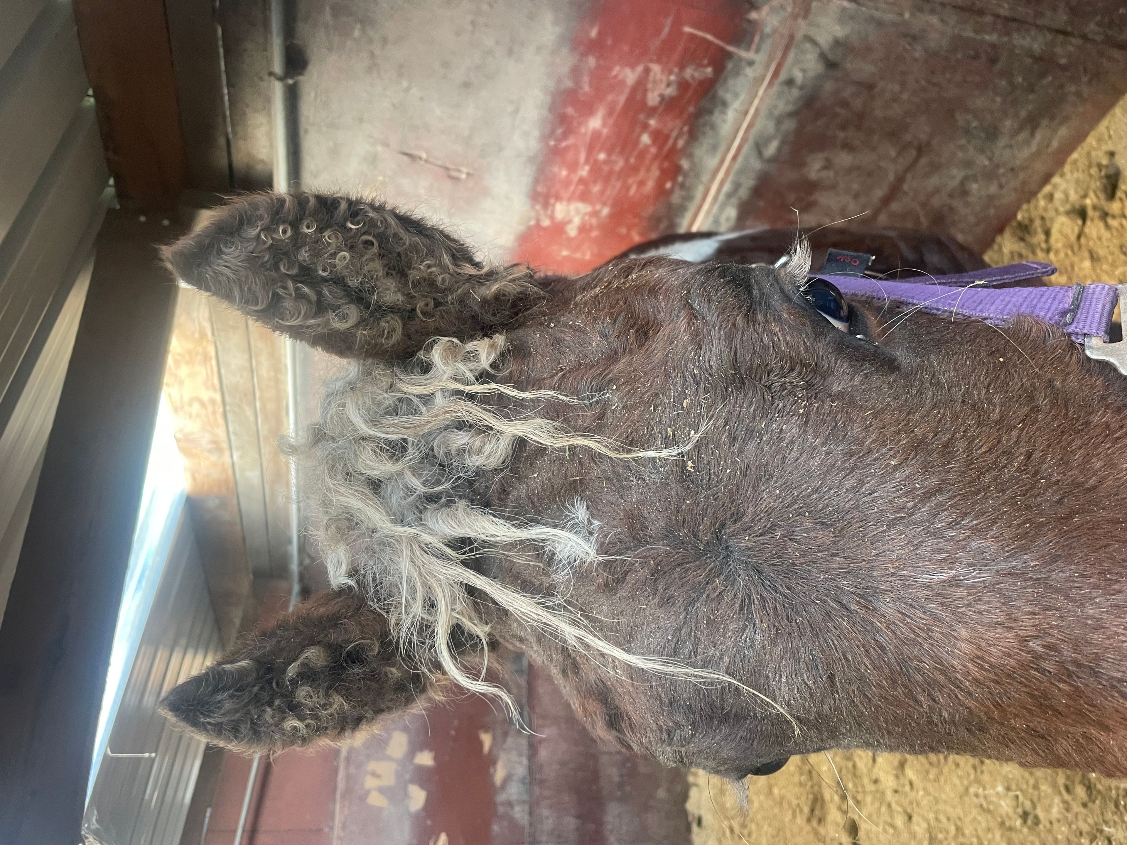 PC Sjötta (PC EL PRIMO x CHARMING JET ROCK IT) - Image 10