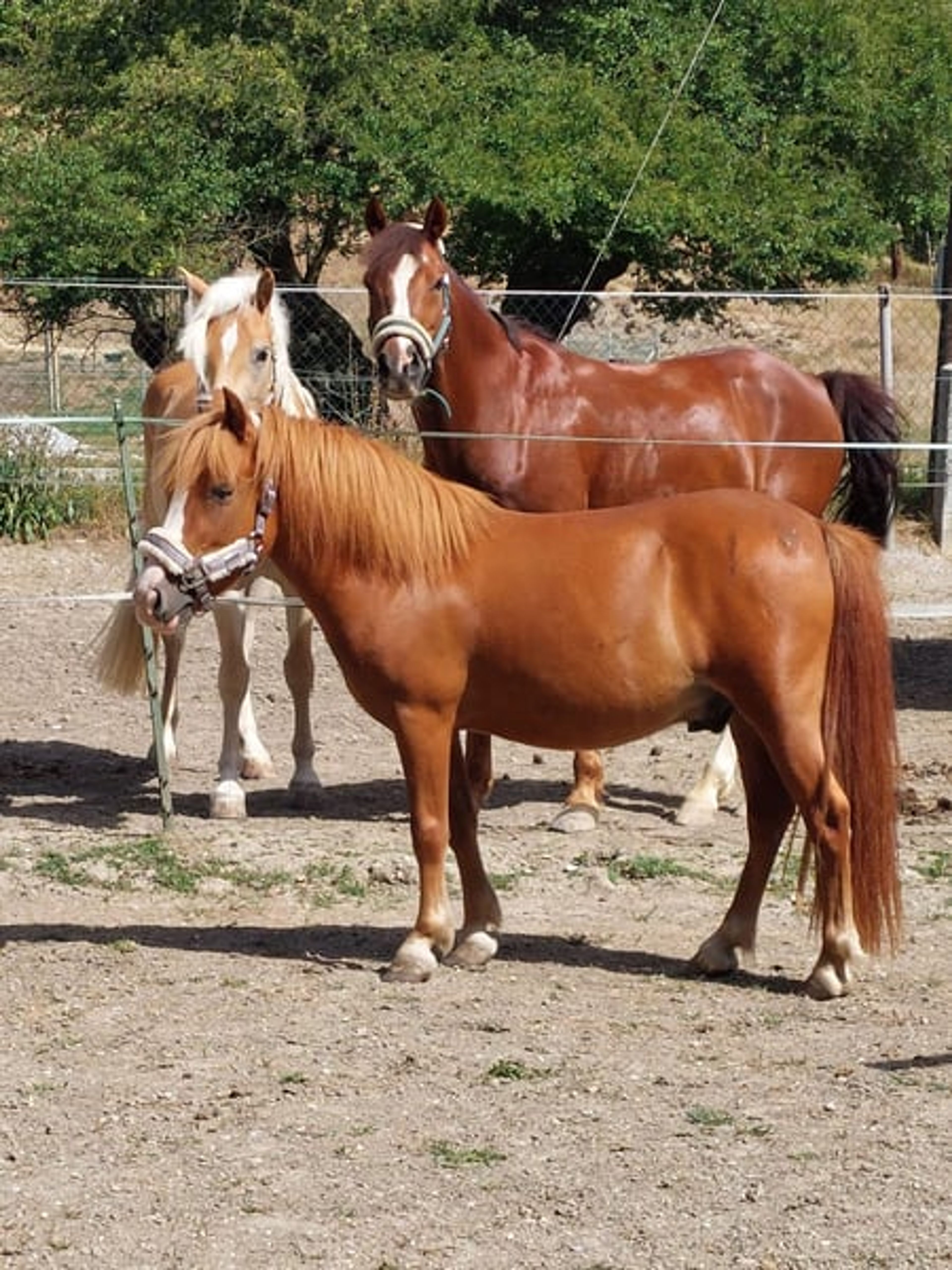 Super sweet gelding