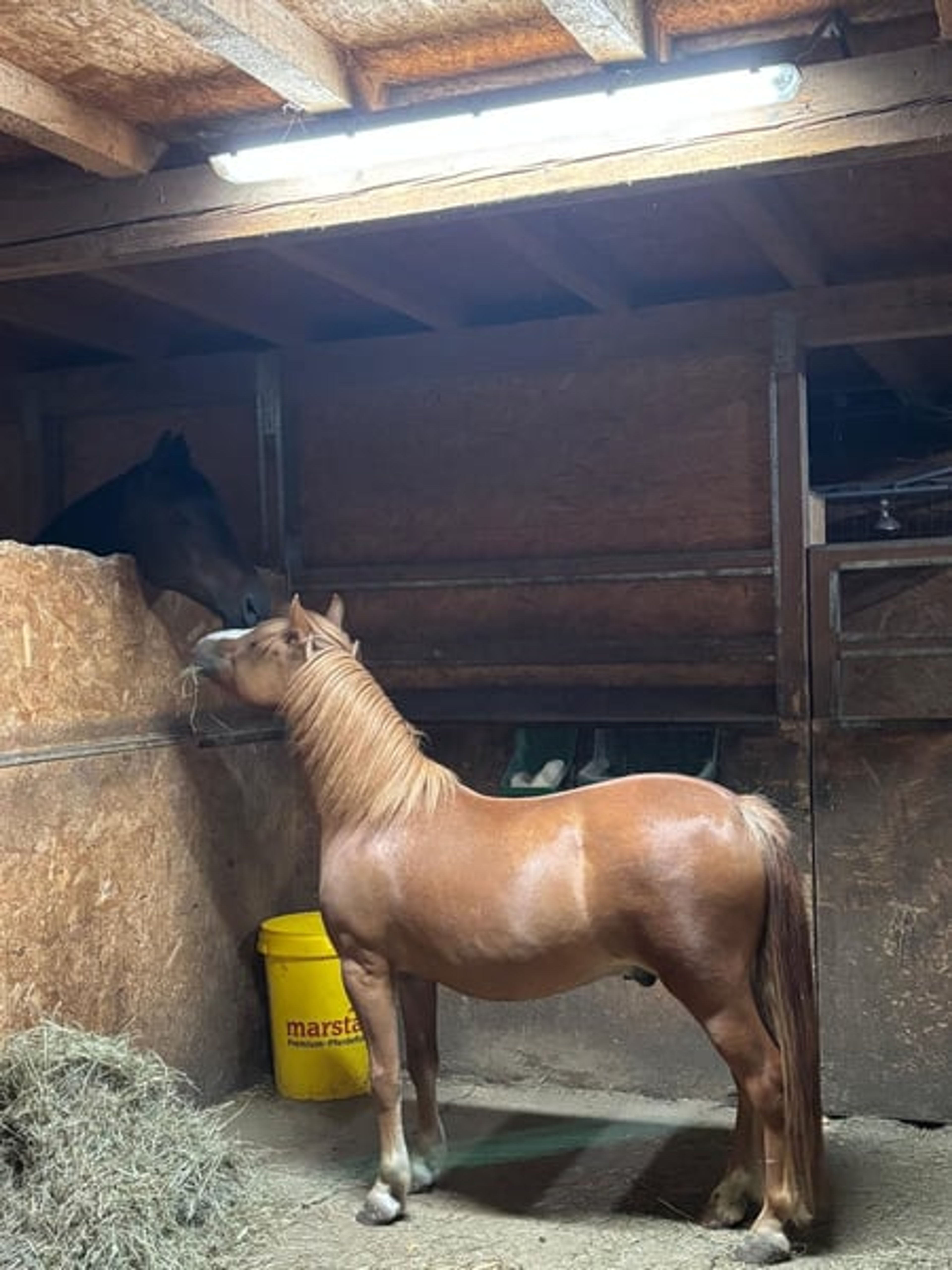 Super sweet gelding - Image 2