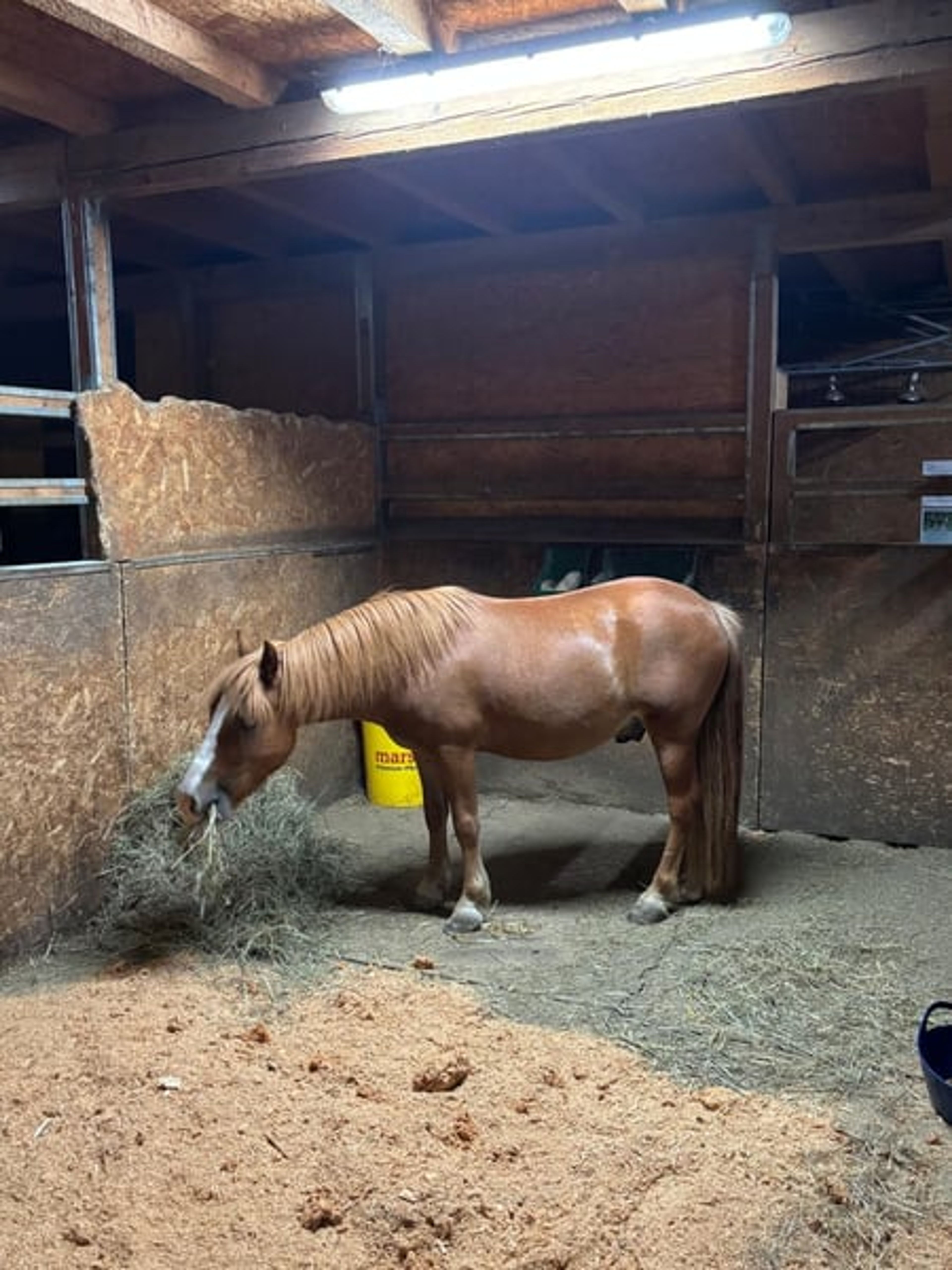 Super sweet gelding - Image 3