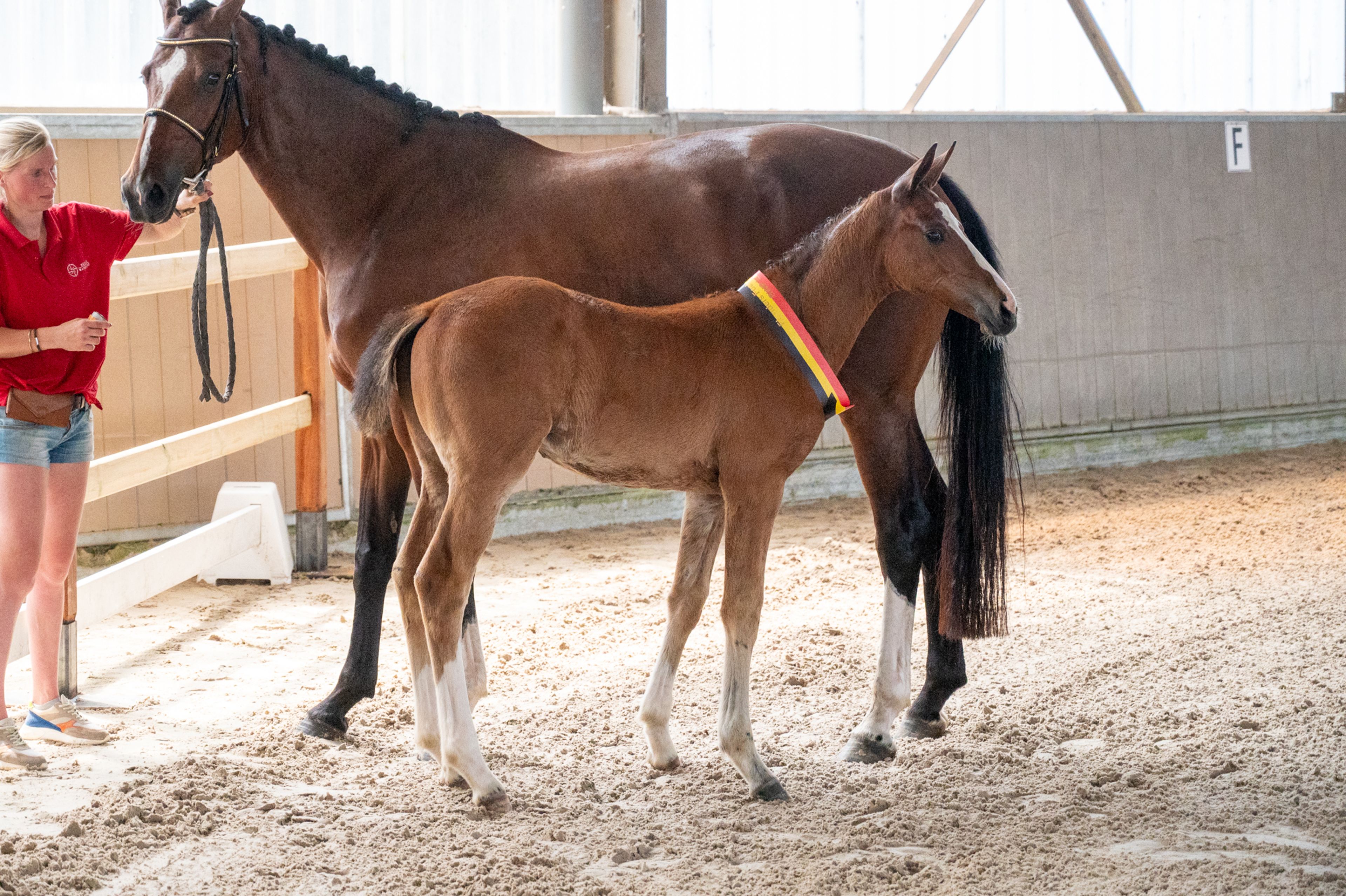 Dancing Queen van Loheky Z (AGANIX DU SEIGNEUR x QUIRINUS VAN 'T RAVENNEST) - Image 1