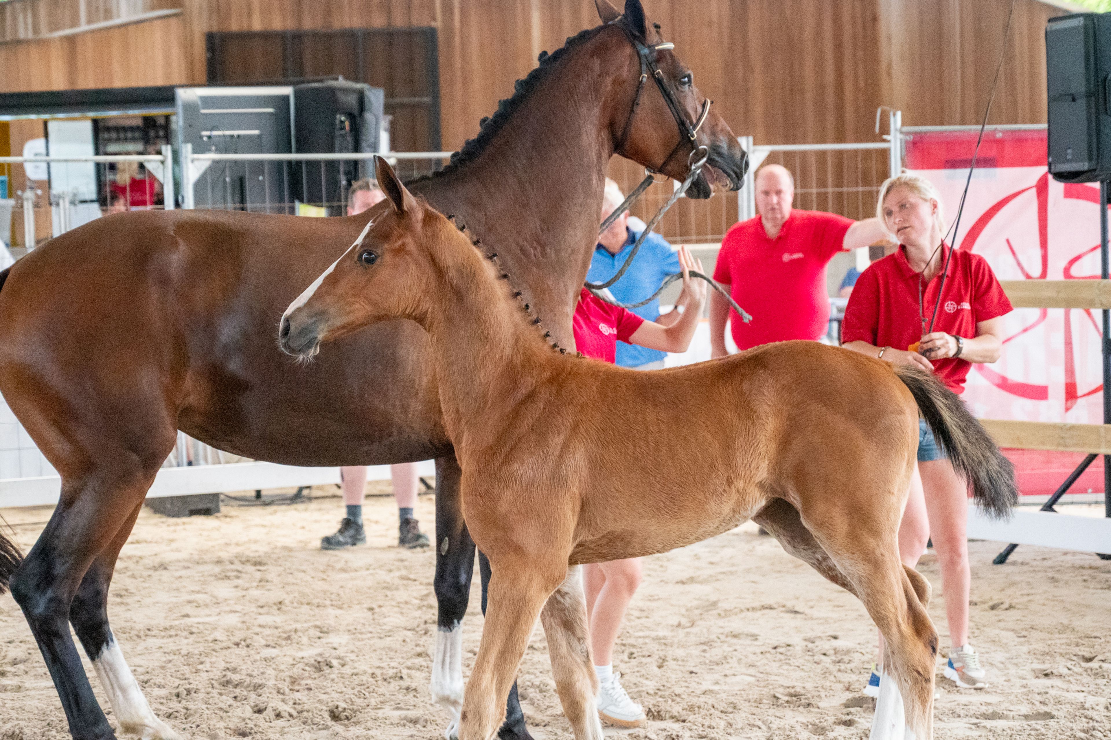 Dancing Queen van Loheky Z (AGANIX DU SEIGNEUR x QUIRINUS VAN 'T RAVENNEST) - Image 2