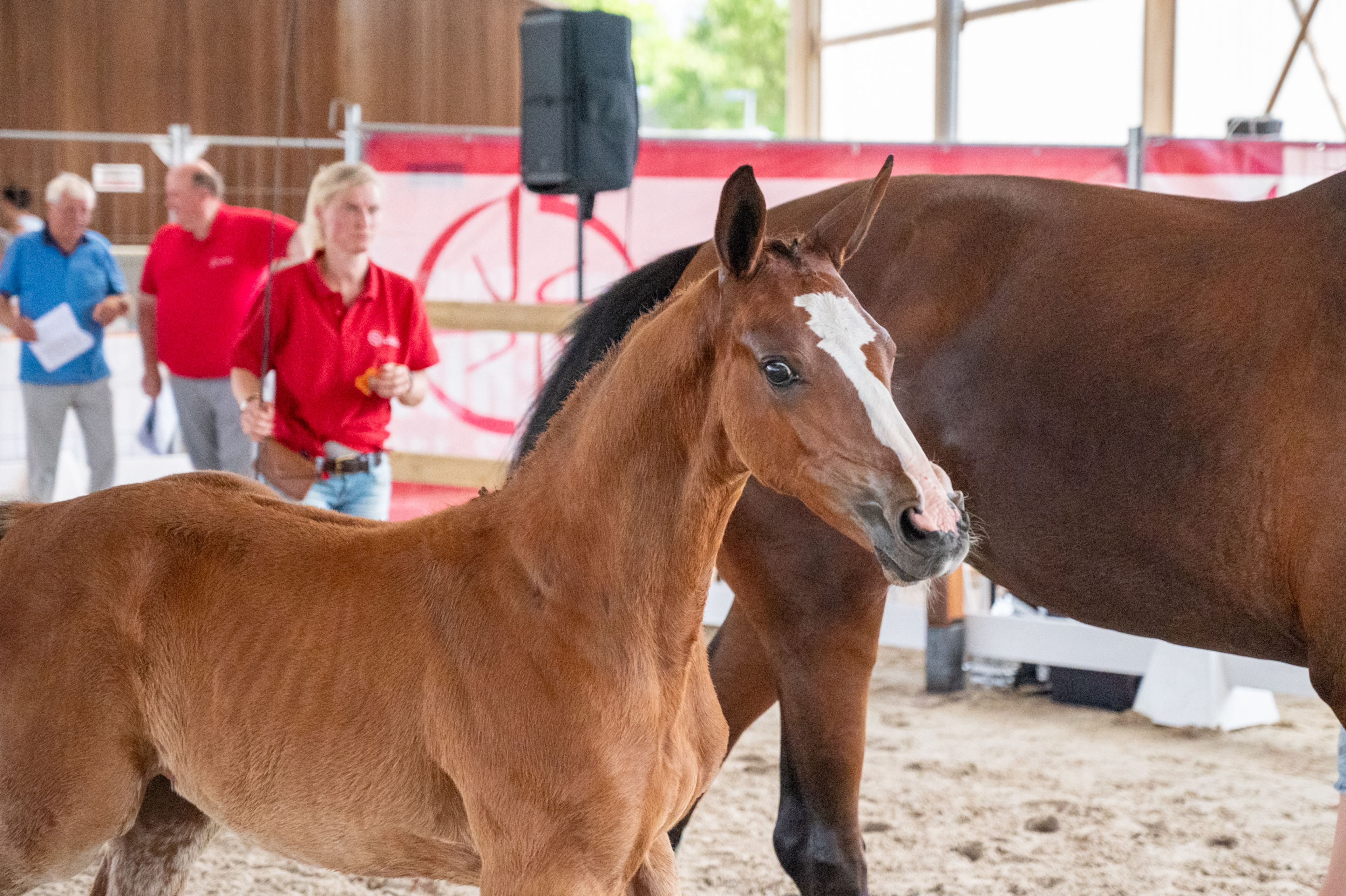 Dancing Queen van Loheky Z (AGANIX DU SEIGNEUR x QUIRINUS VAN 'T RAVENNEST) - Image 3