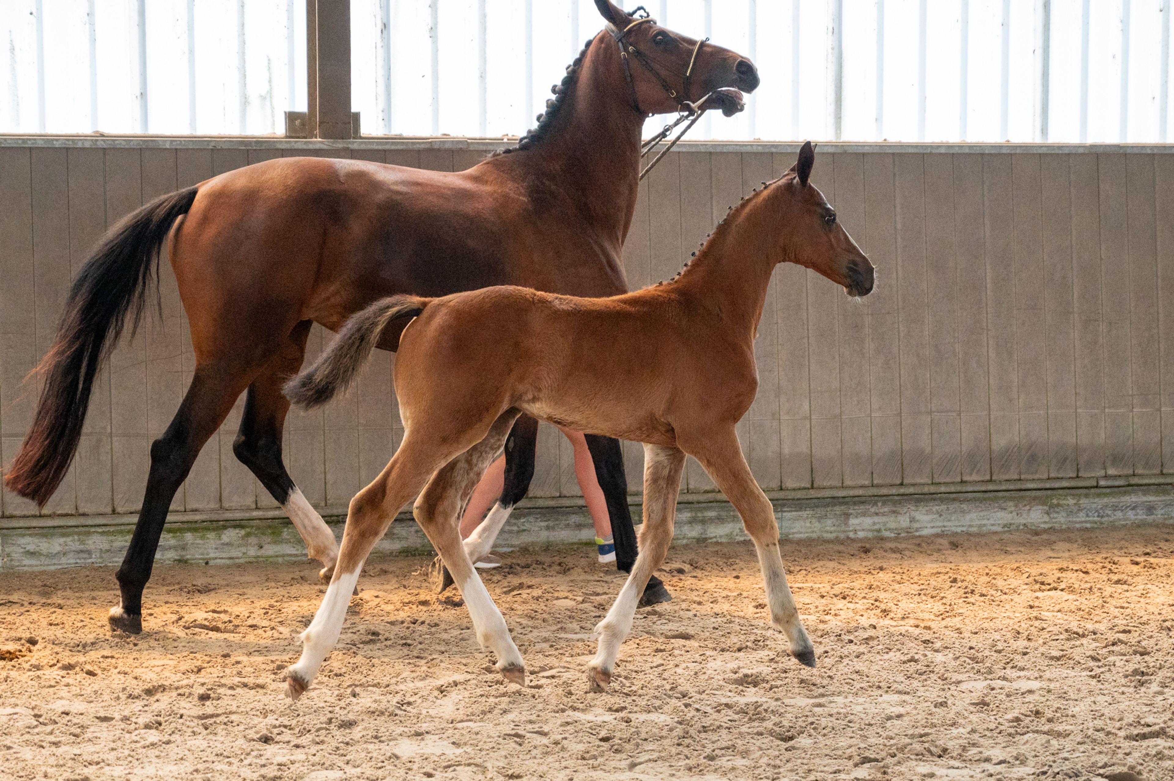 Dancing Queen van Loheky Z (AGANIX DU SEIGNEUR x QUIRINUS VAN 'T RAVENNEST) - Image 4