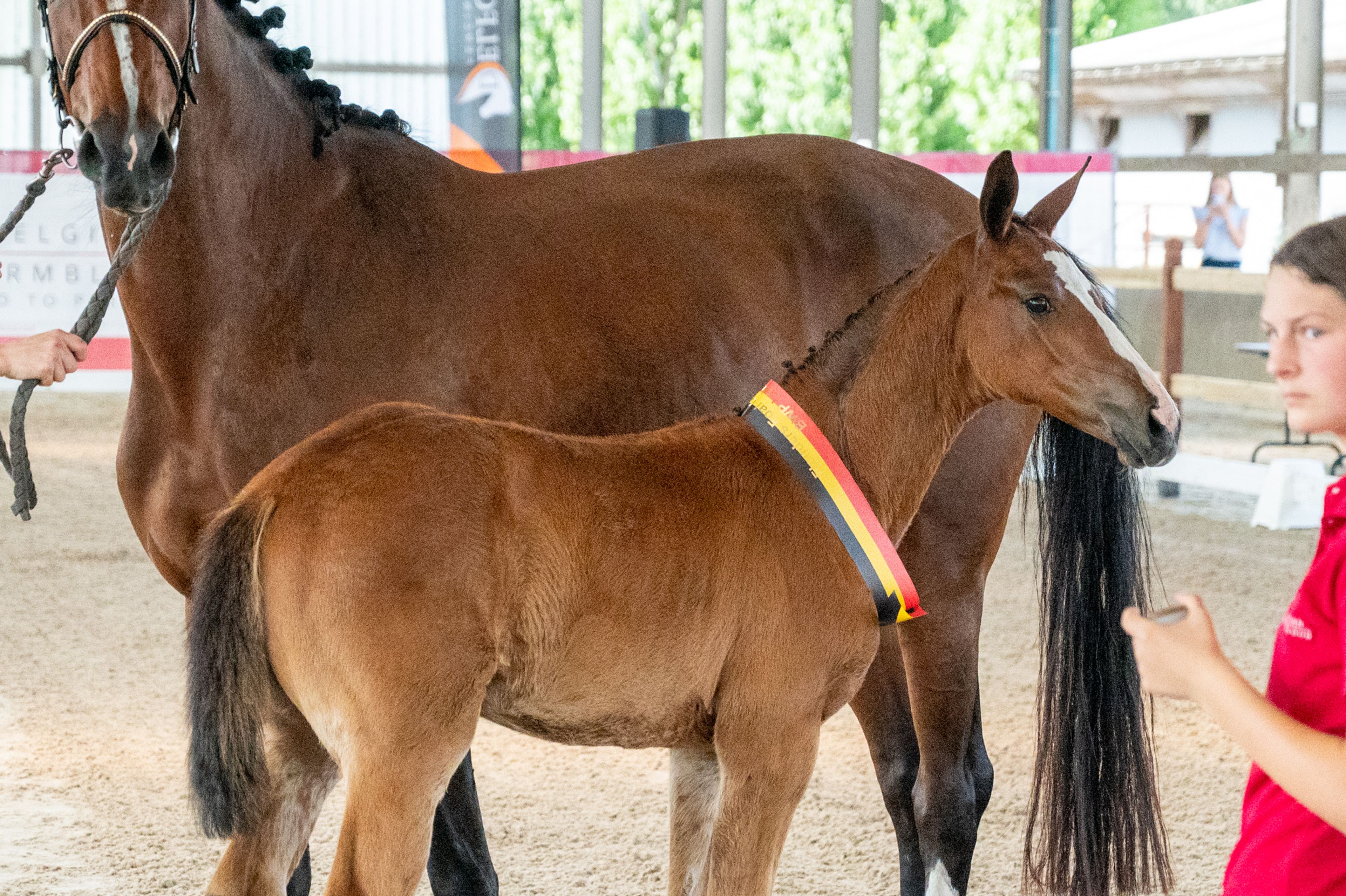 Dancing Queen van Loheky Z (AGANIX DU SEIGNEUR x QUIRINUS VAN 'T RAVENNEST) - Image 5