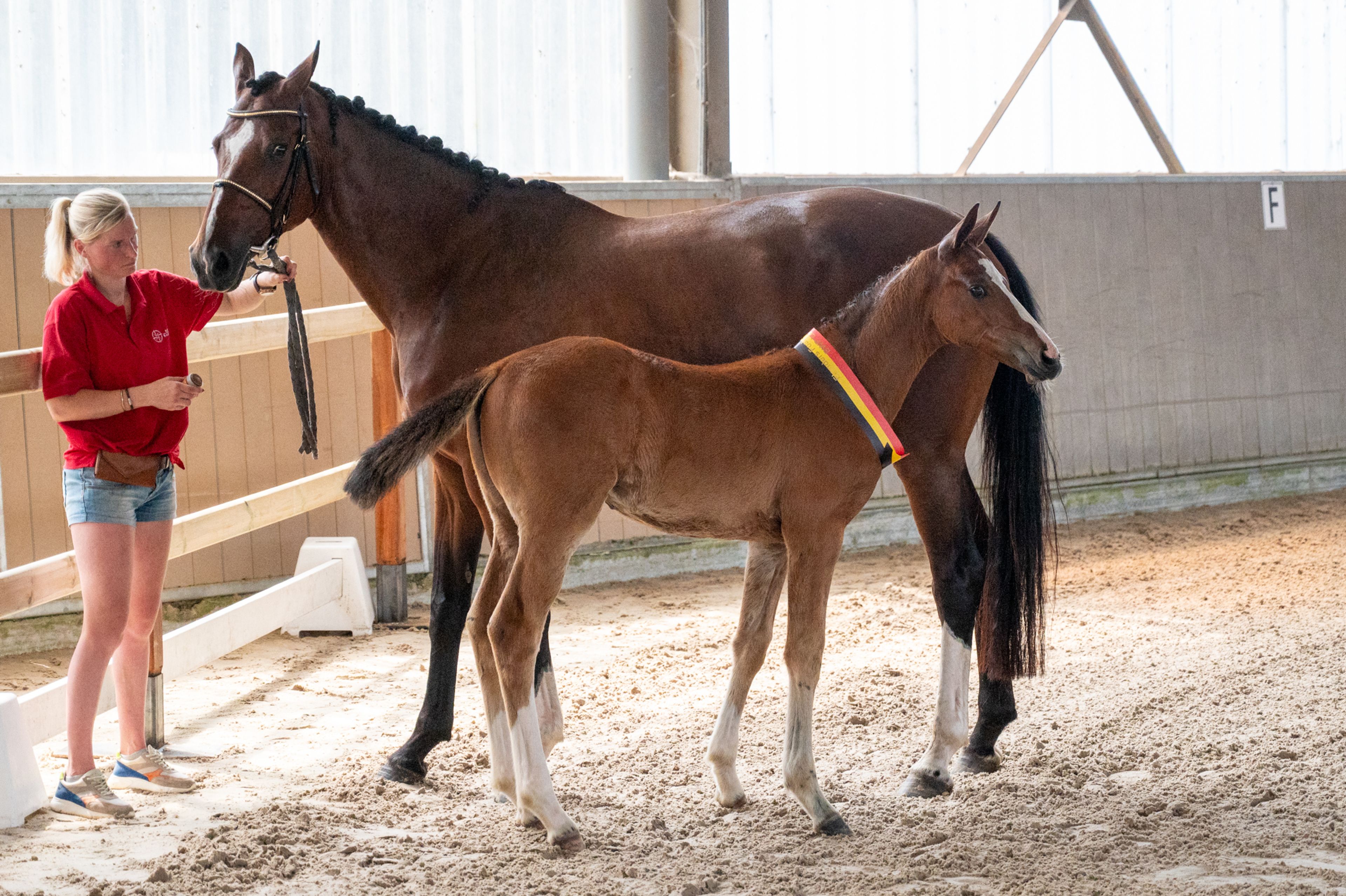 Dancing Queen van Loheky Z (AGANIX DU SEIGNEUR x QUIRINUS VAN 'T RAVENNEST) - Image 6