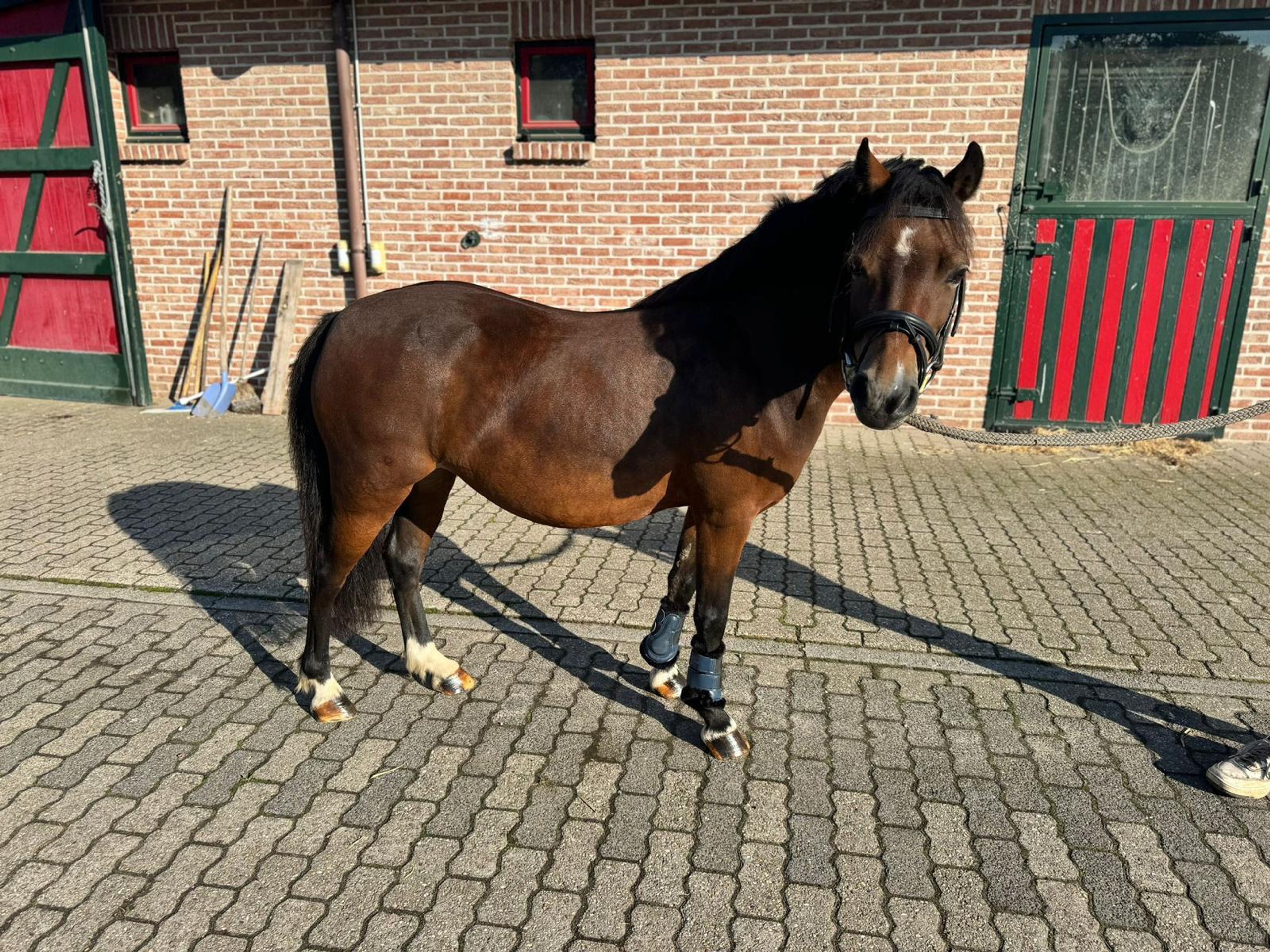 Iesehof Dulce (BREENAKKERS JULIUS x RIAN'S THUNDER) - Image 2