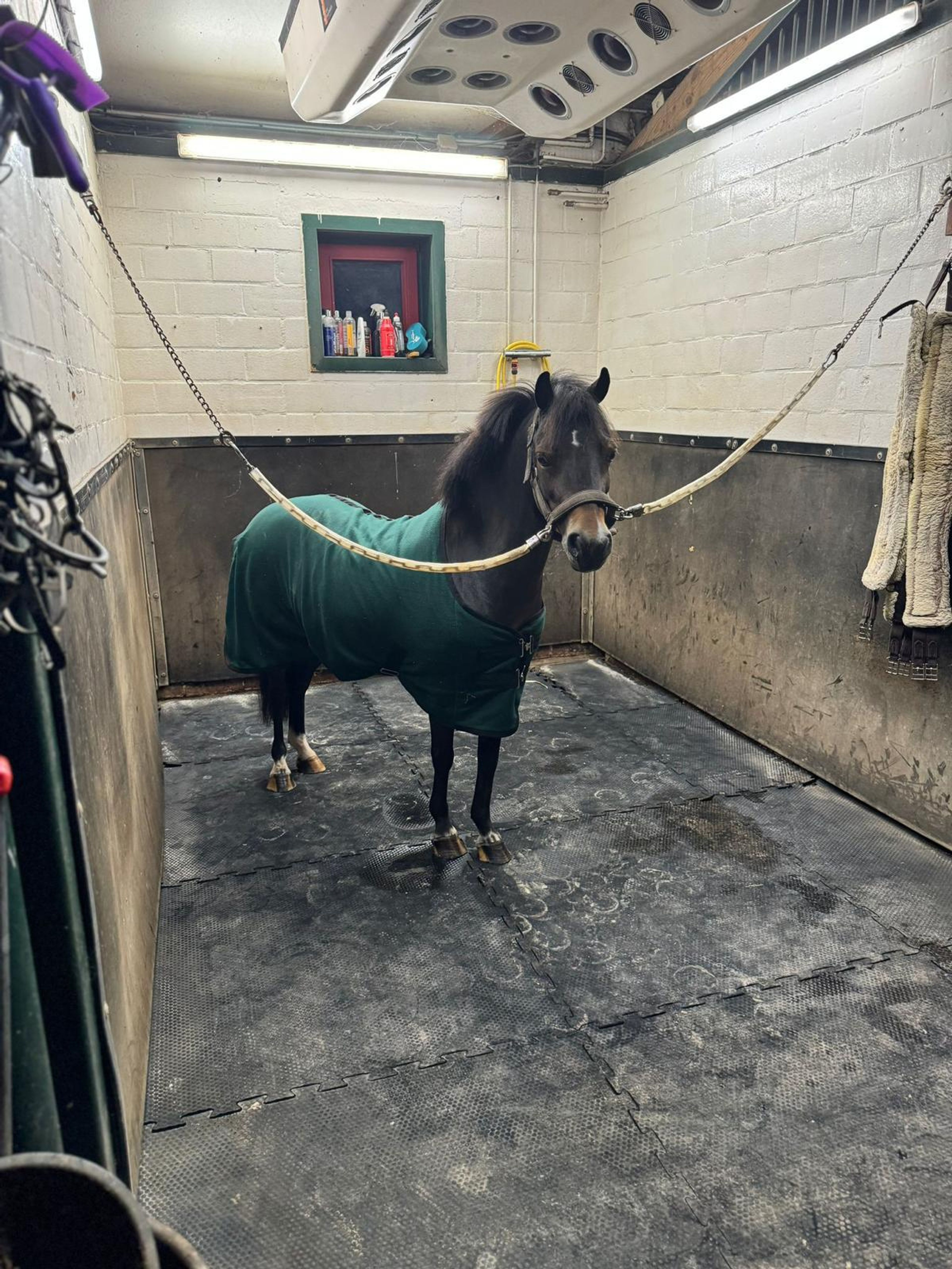 Iesehof Dulce (BREENAKKERS JULIUS x RIAN'S THUNDER) - Image 4