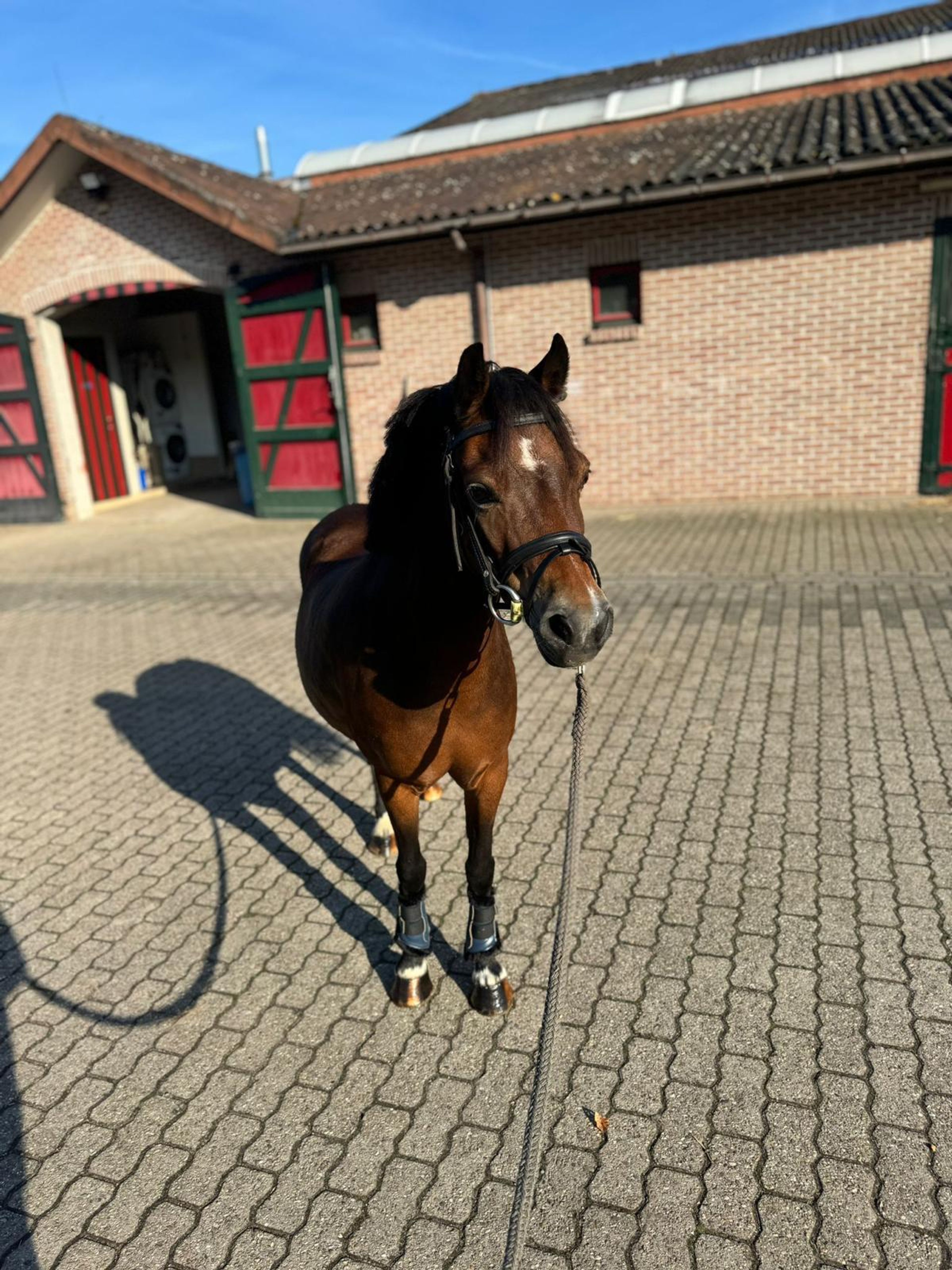 Iesehof Dulce (BREENAKKERS JULIUS x RIAN'S THUNDER) - Image 7