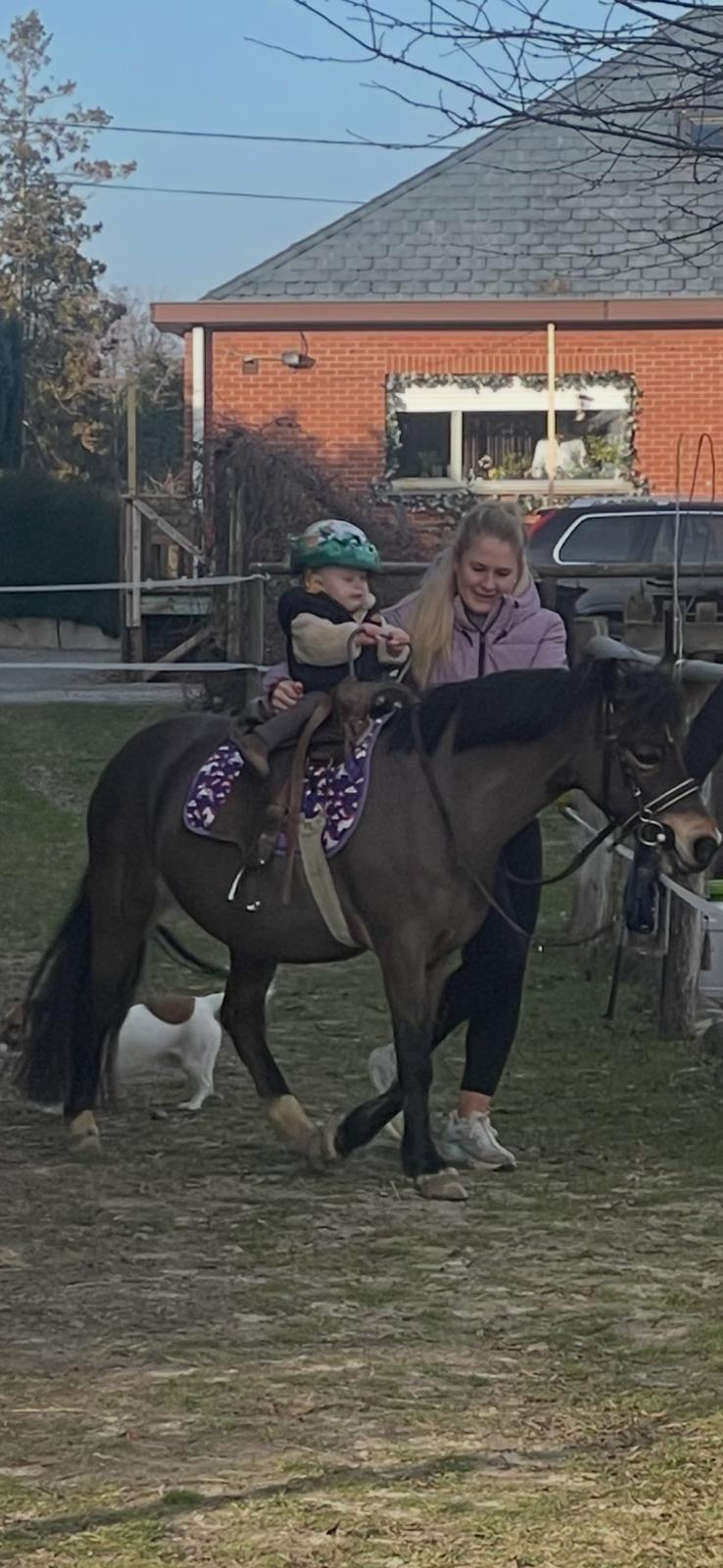 Iesehof Dulce (BREENAKKERS JULIUS x RIAN'S THUNDER) - Image 14