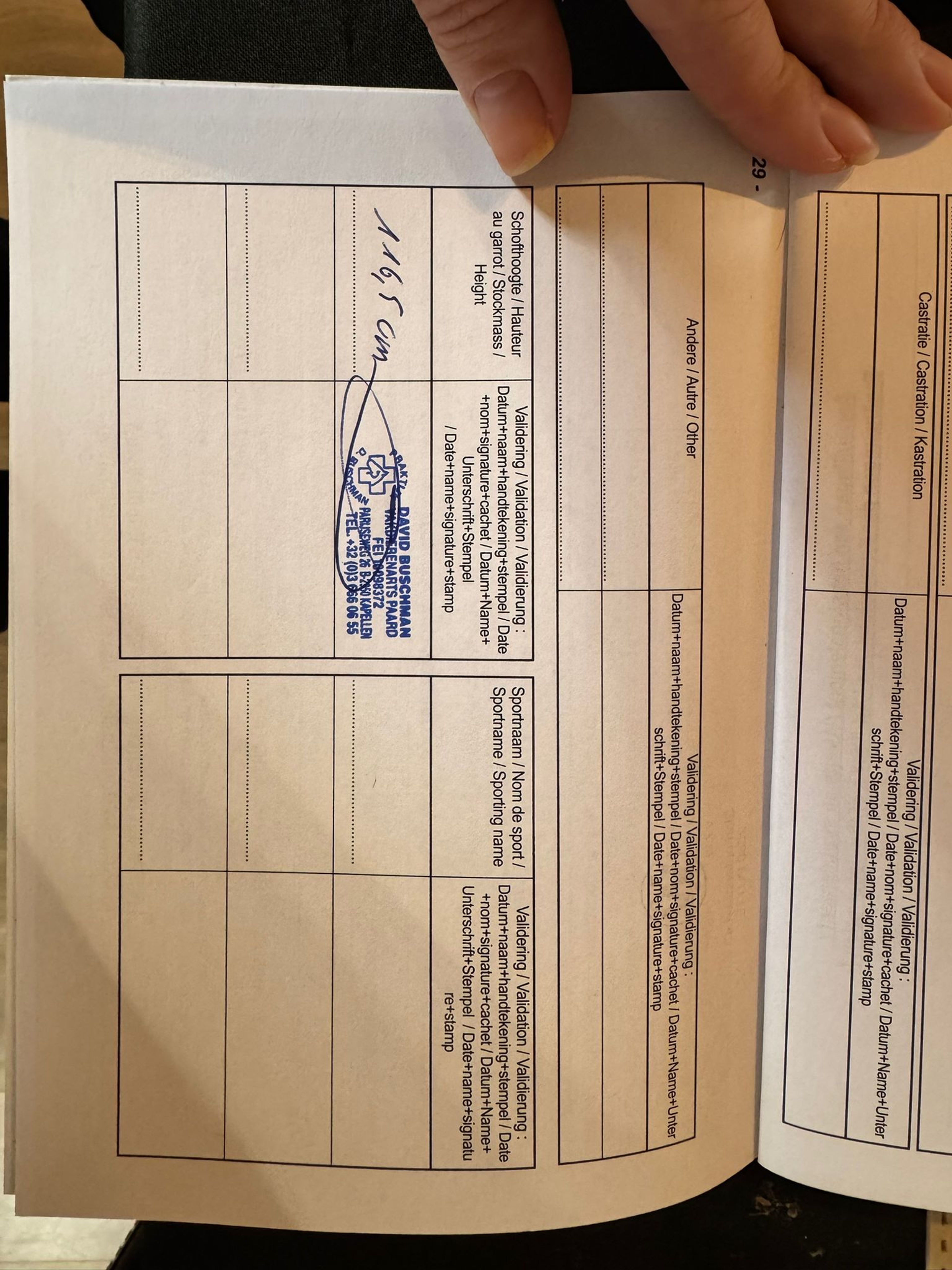 Iesehof Dulce (BREENAKKERS JULIUS x RIAN'S THUNDER) - Image 15