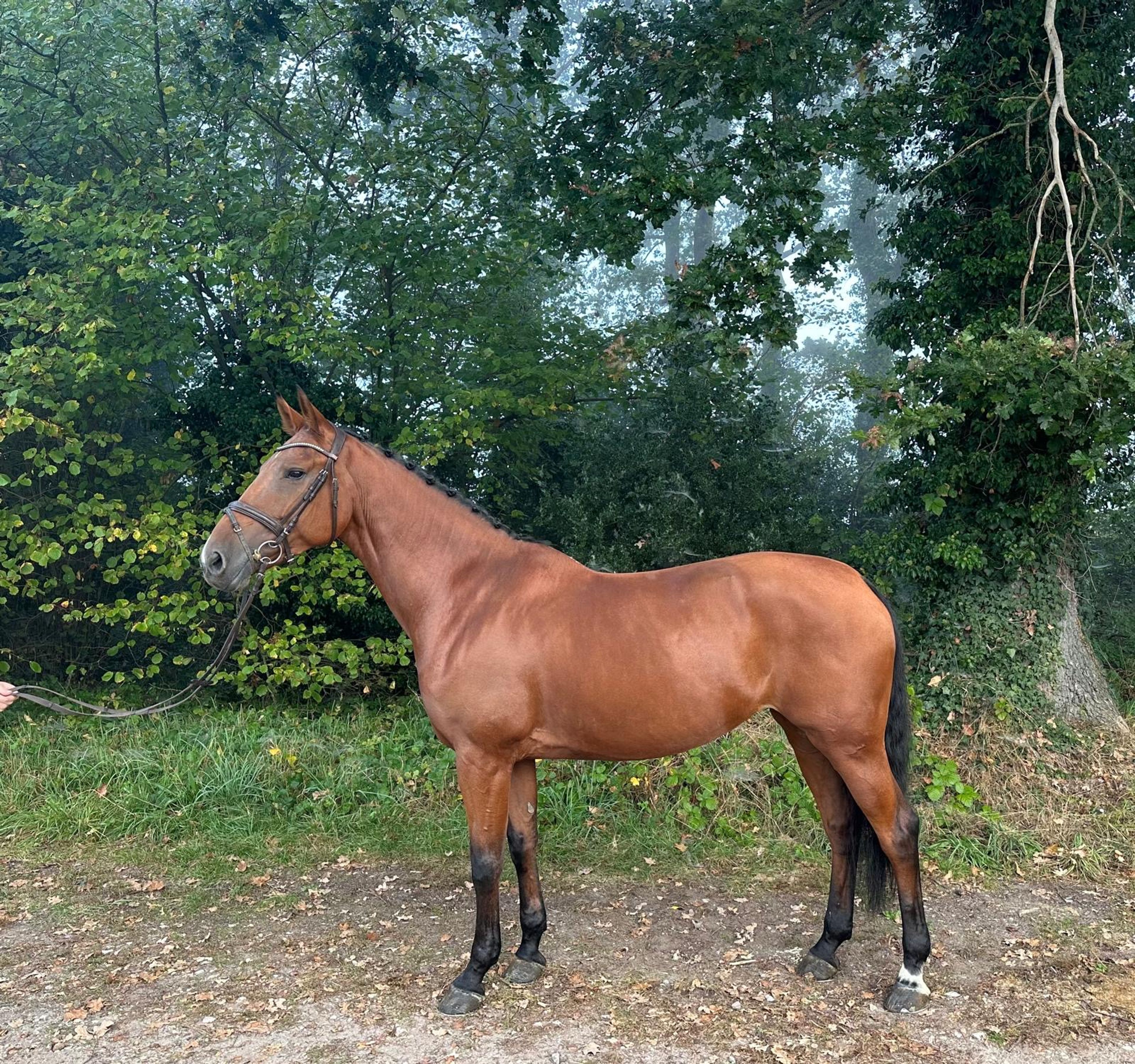 Onmeunig (CARRERA VDL x STAKKATO) - Image 2