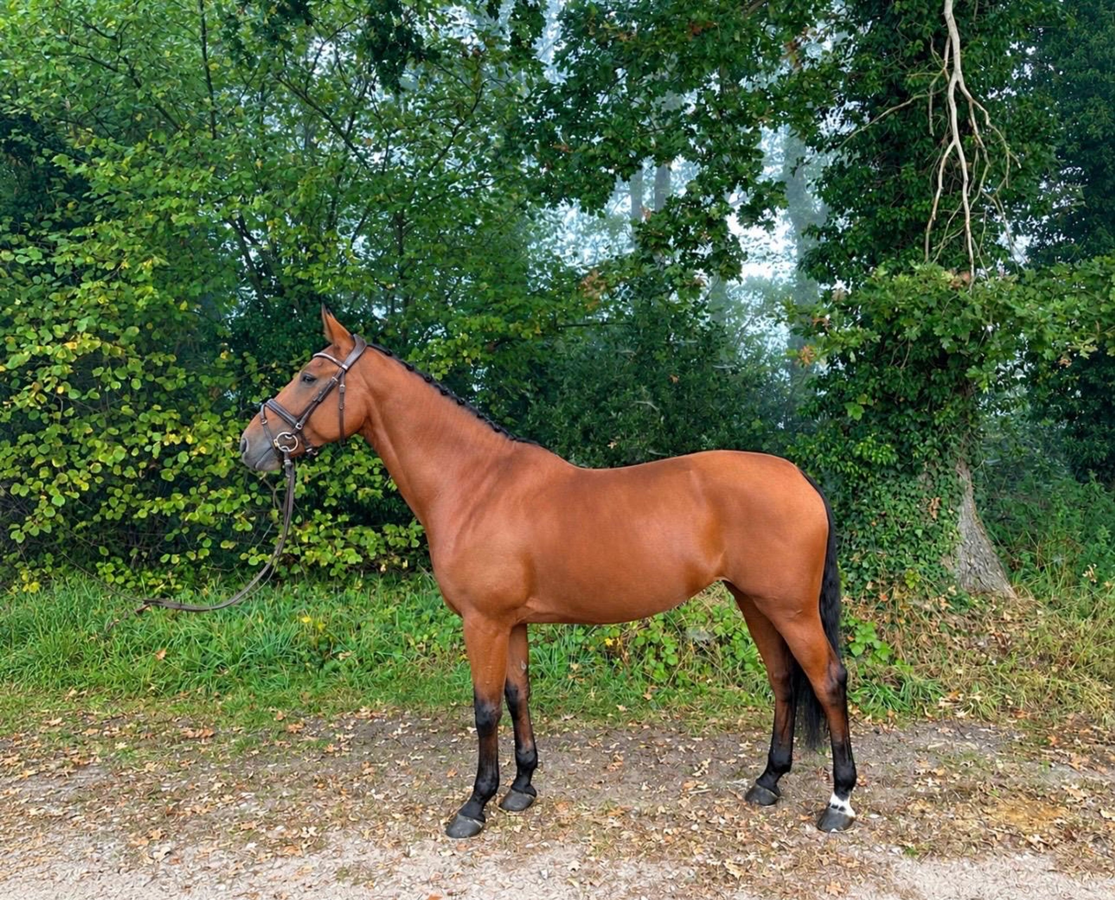 Onmeunig (CARRERA VDL x STAKKATO) - Image 3