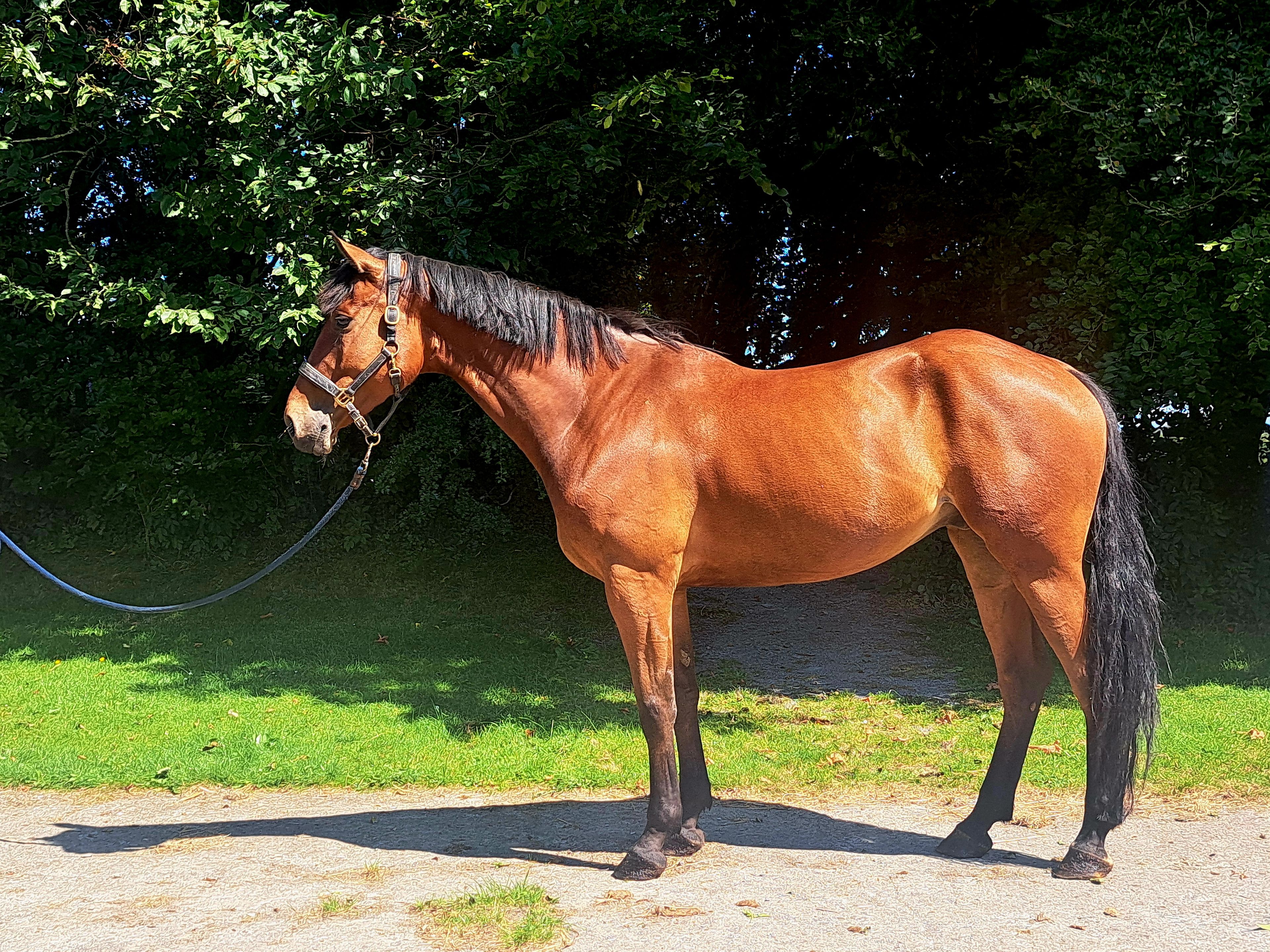 MC Raglan Road ☆ (HHS CORNET x SHANNONDALE SARCO)
