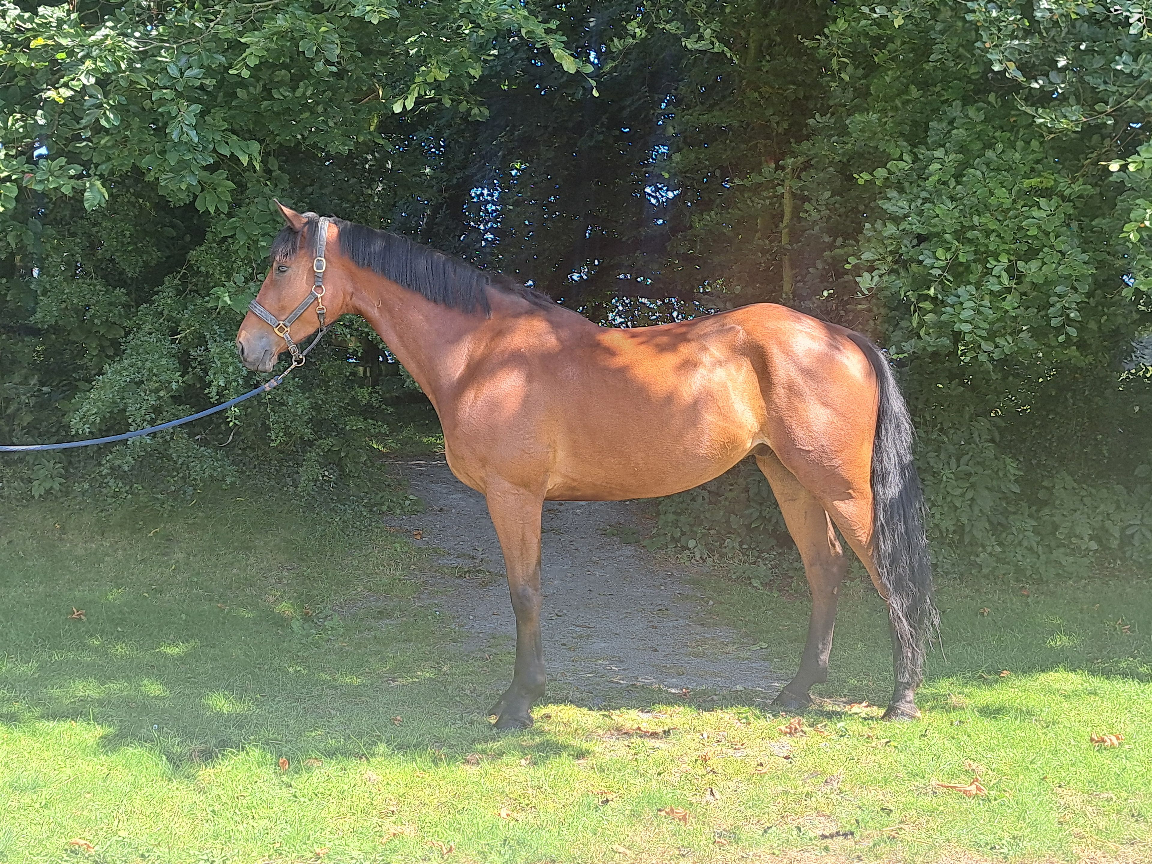 MC Raglan Road ☆ (HHS CORNET x SHANNONDALE SARCO) - Image 2