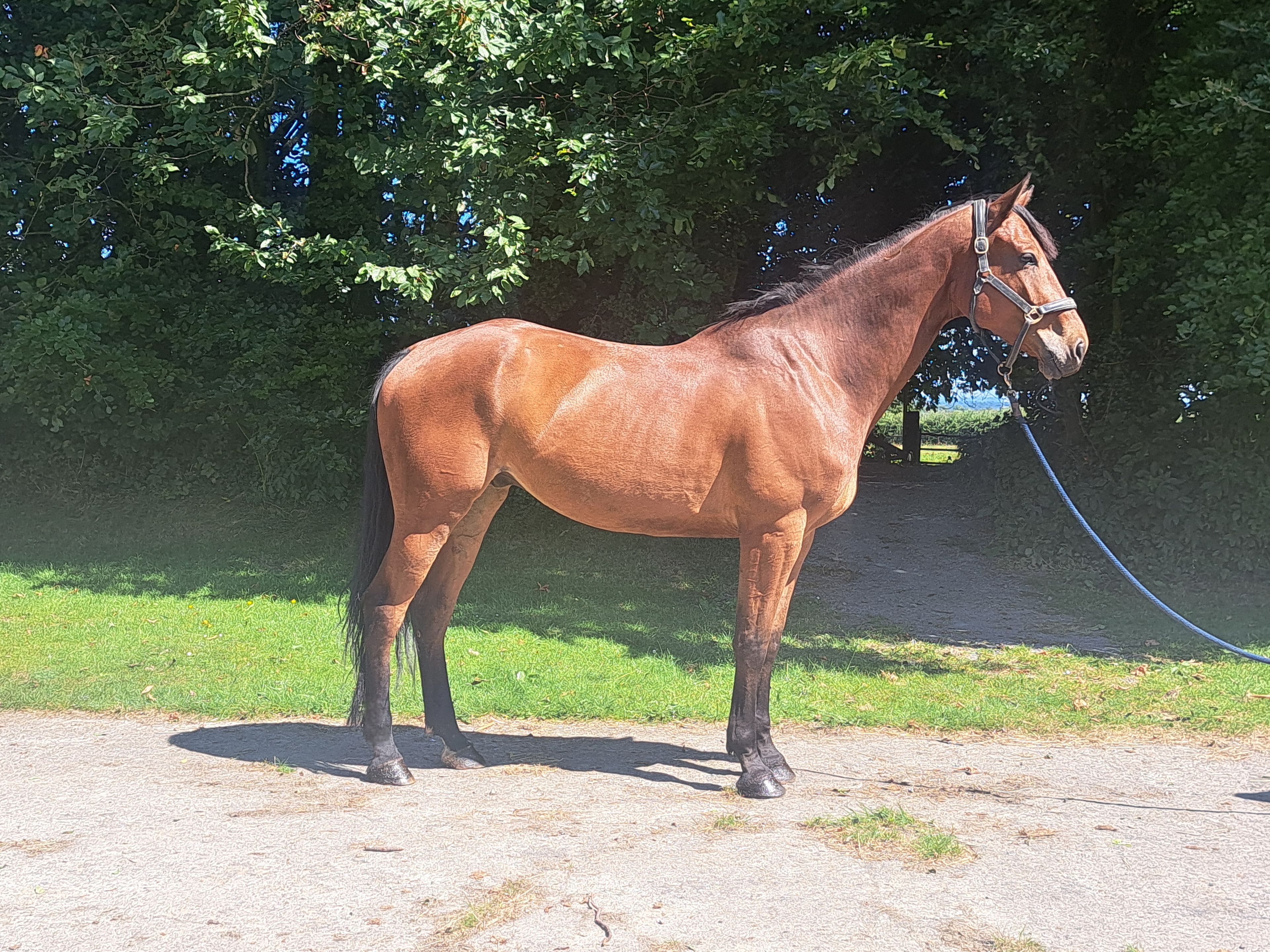 MC Raglan Road ☆ (HHS CORNET x SHANNONDALE SARCO) - Image 3