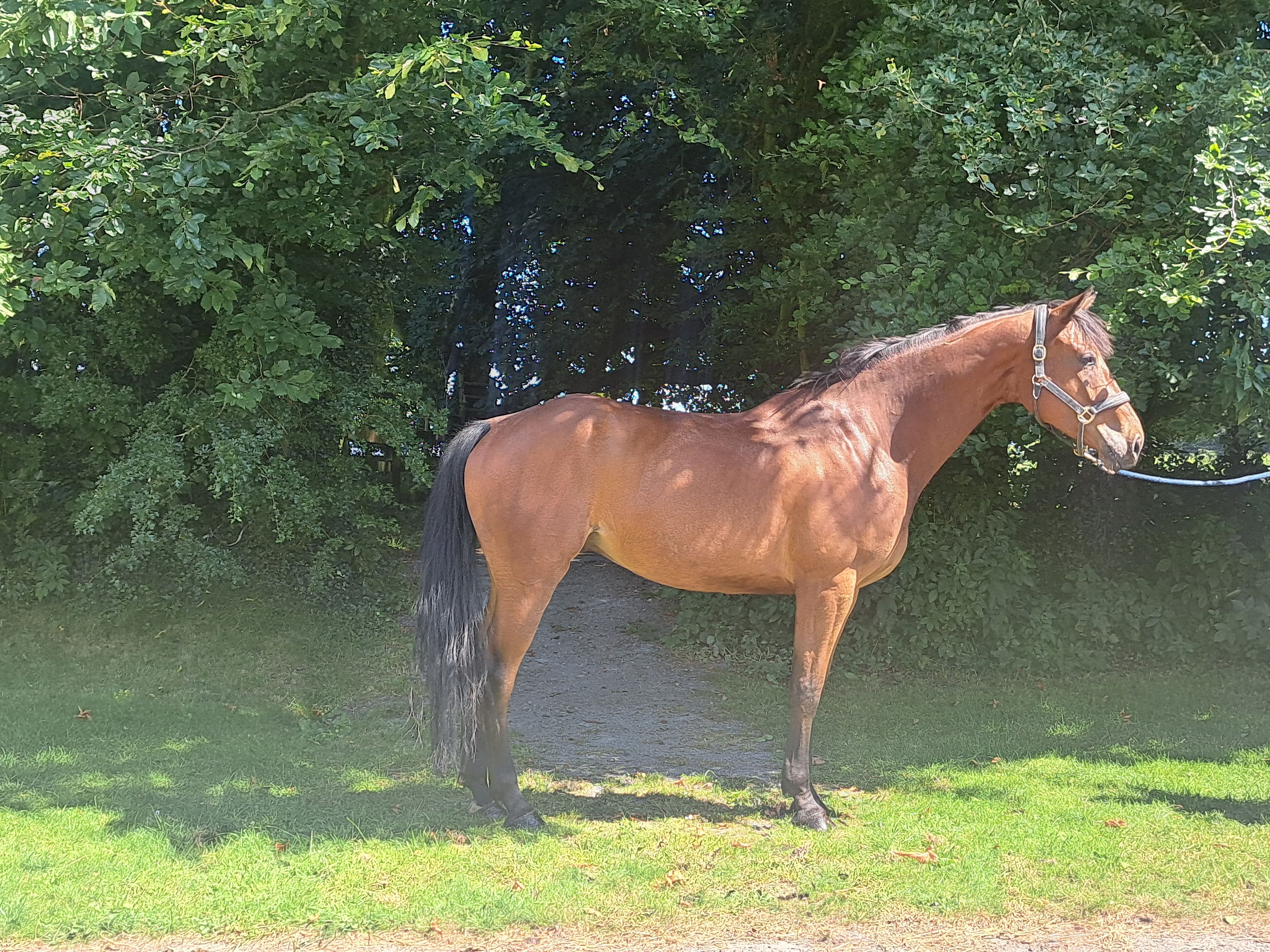 MC Raglan Road ☆ (HHS CORNET x SHANNONDALE SARCO) - Image 4