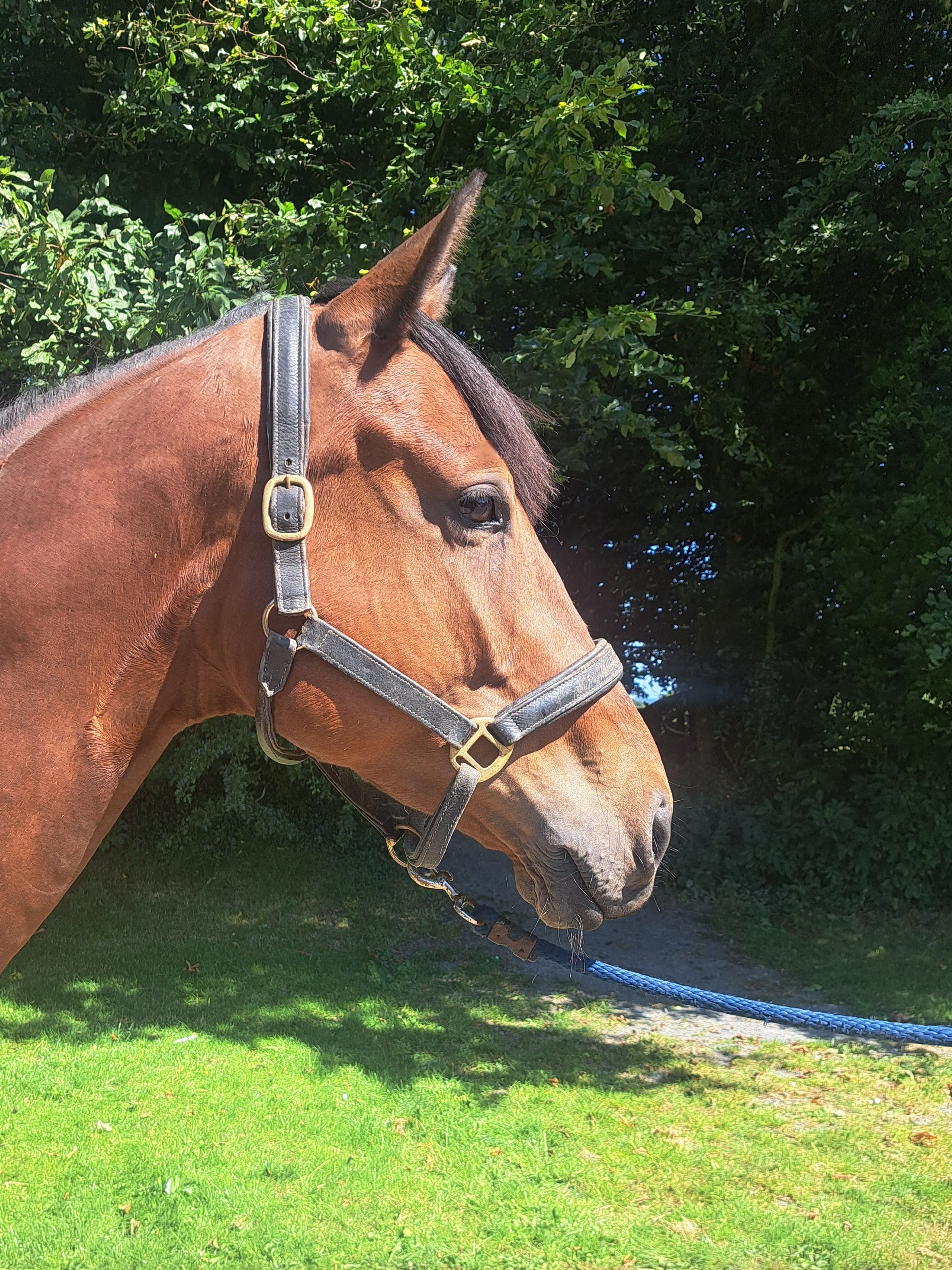 MC Raglan Road ☆ (HHS CORNET x SHANNONDALE SARCO) - Image 5