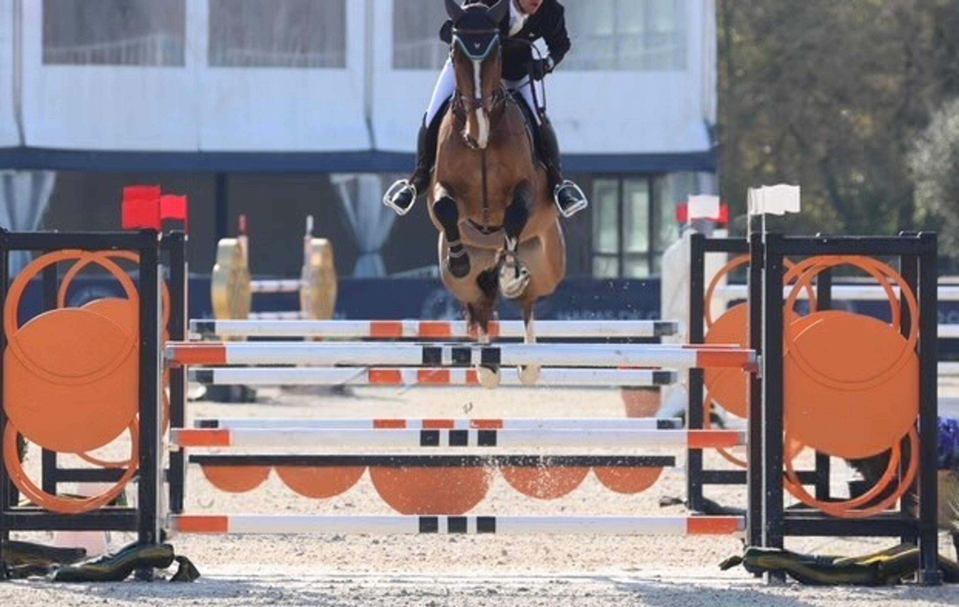 Odilio S (NESTOR DE MARIPOSA x VDL CORLAND) - Image 1