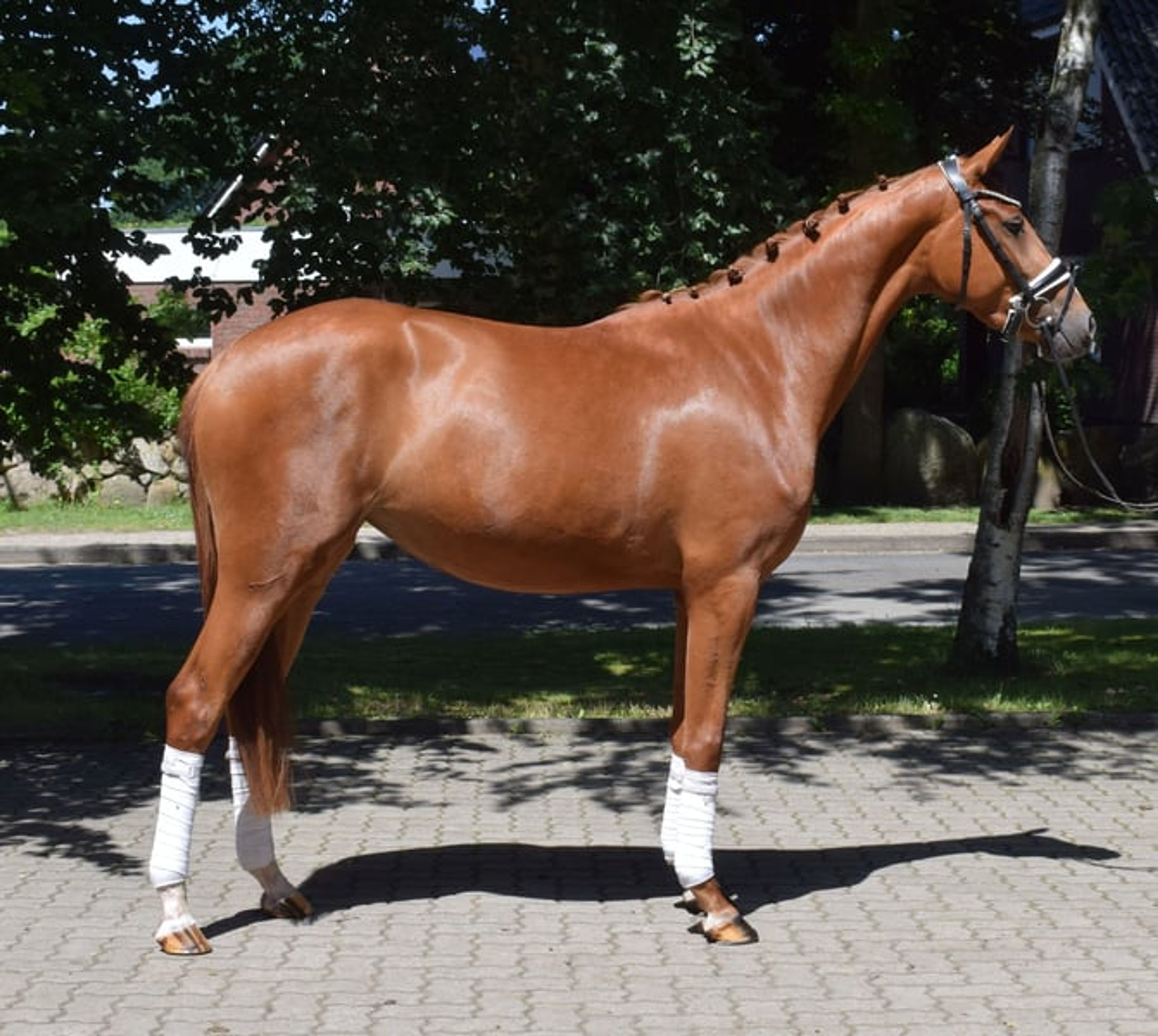Easy-to-ride, well-behaved mare of top quality***