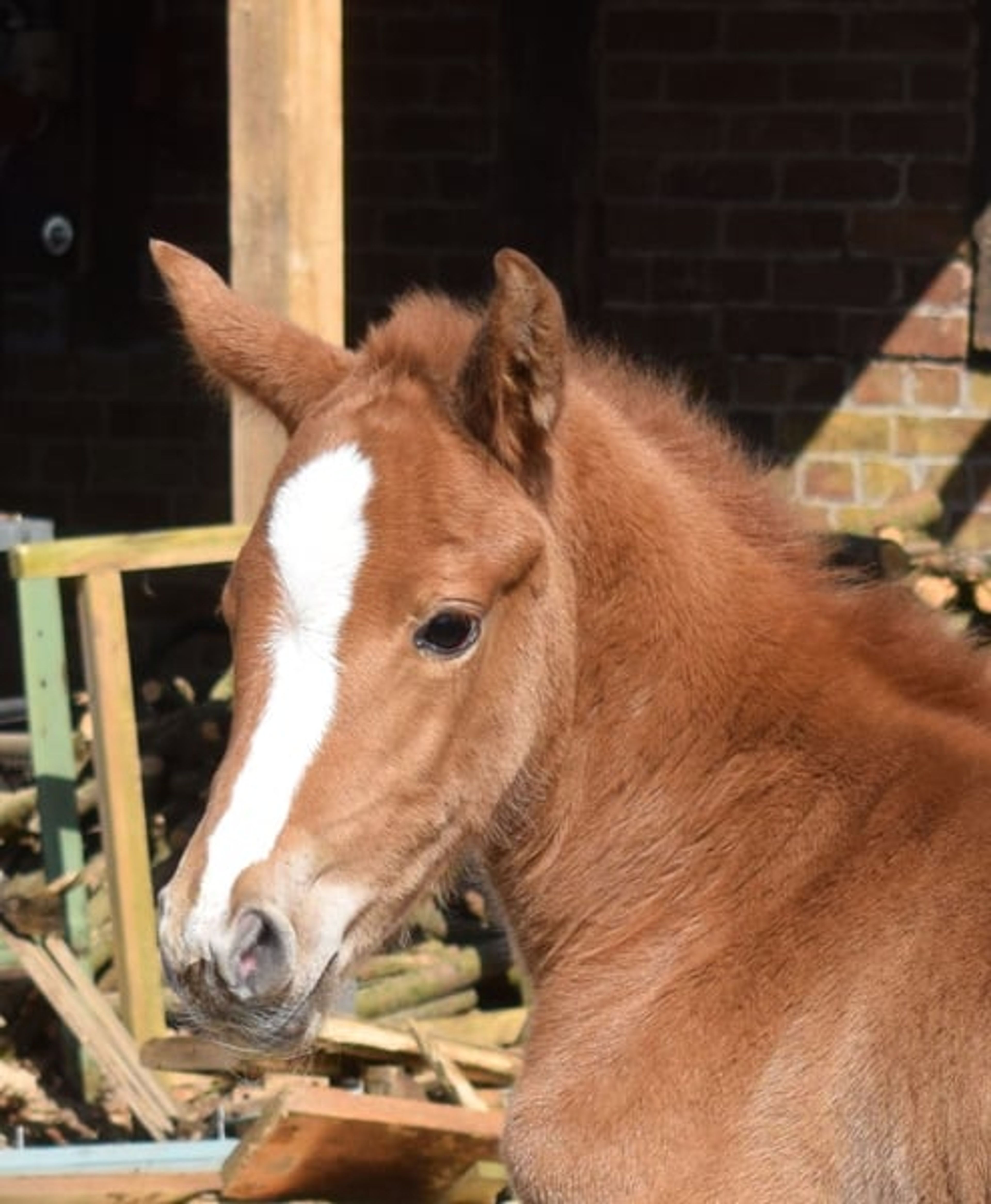 Easy-to-ride, well-behaved mare of top quality*** - Image 2