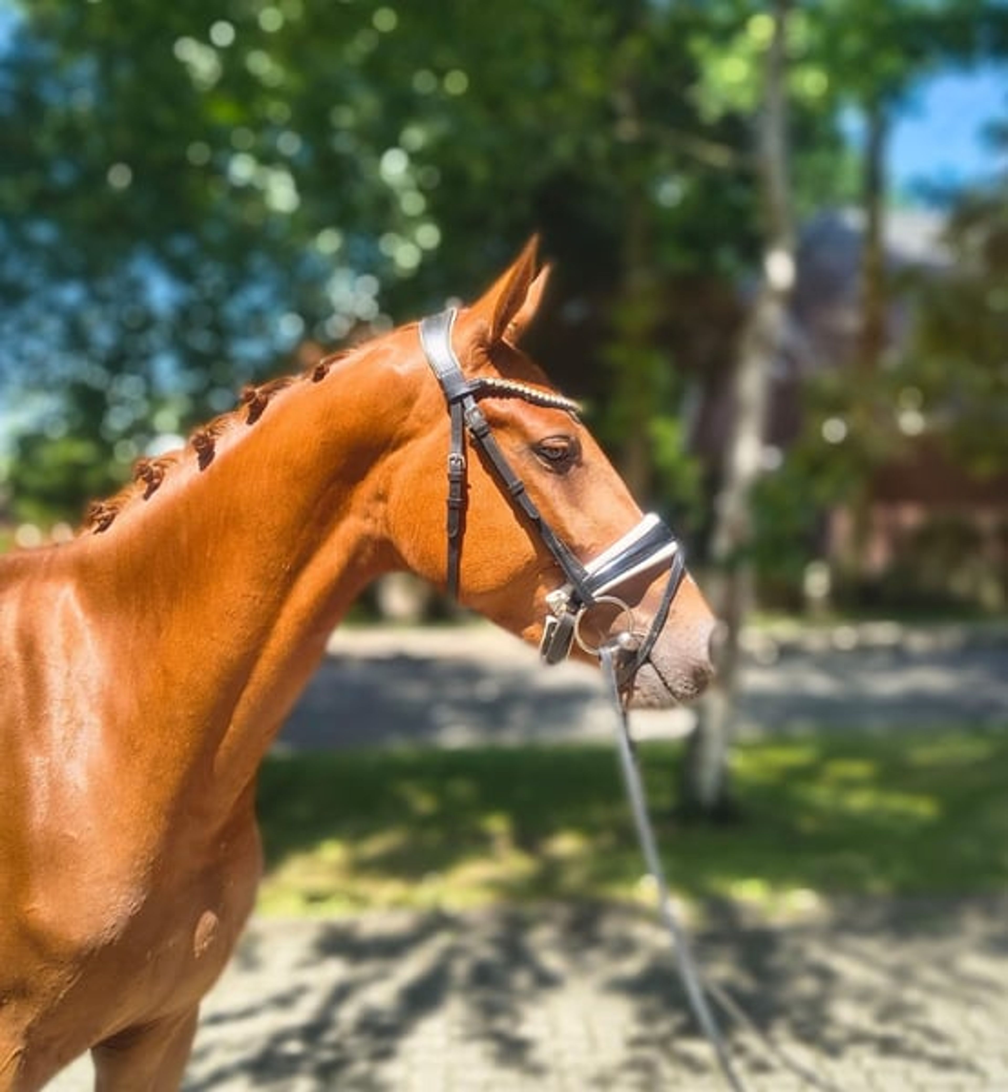 Easy-to-ride, well-behaved mare of top quality*** - Image 3