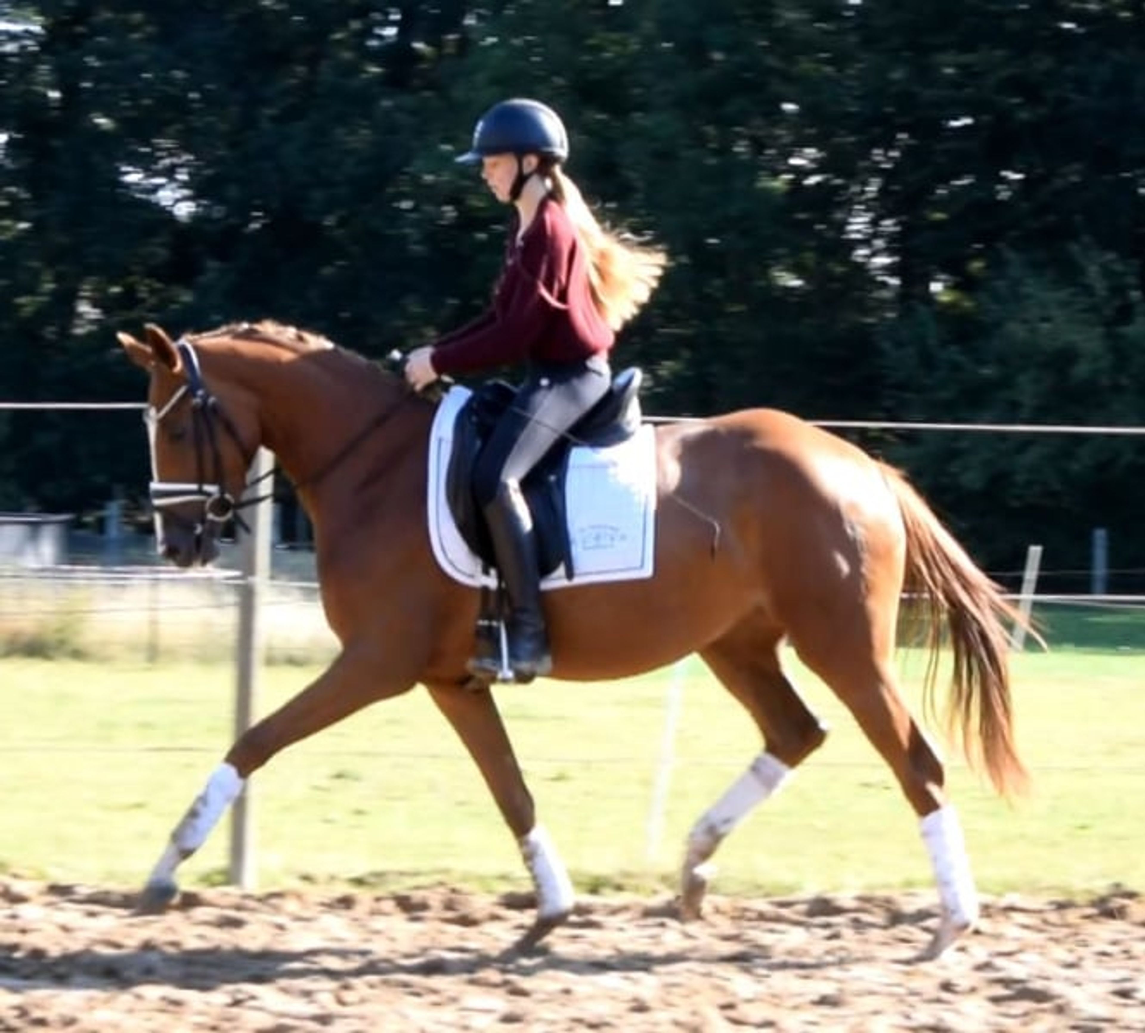 Easy-to-ride, well-behaved mare of top quality*** - Image 4