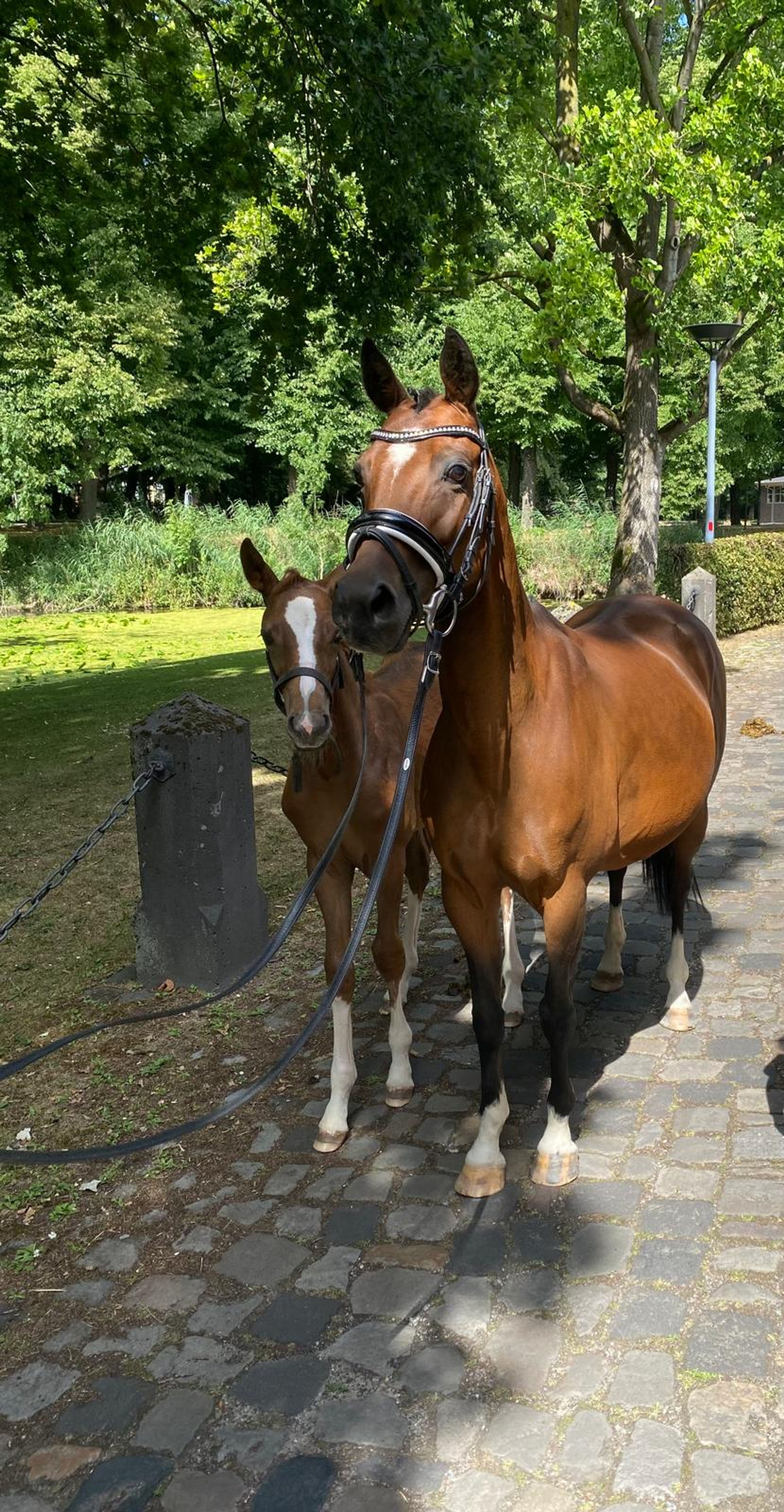 Mississippi HP(+Pinocchio Junior) ☆☆ (STEERWOLDE´S V.I.P x BODO) - Image 1