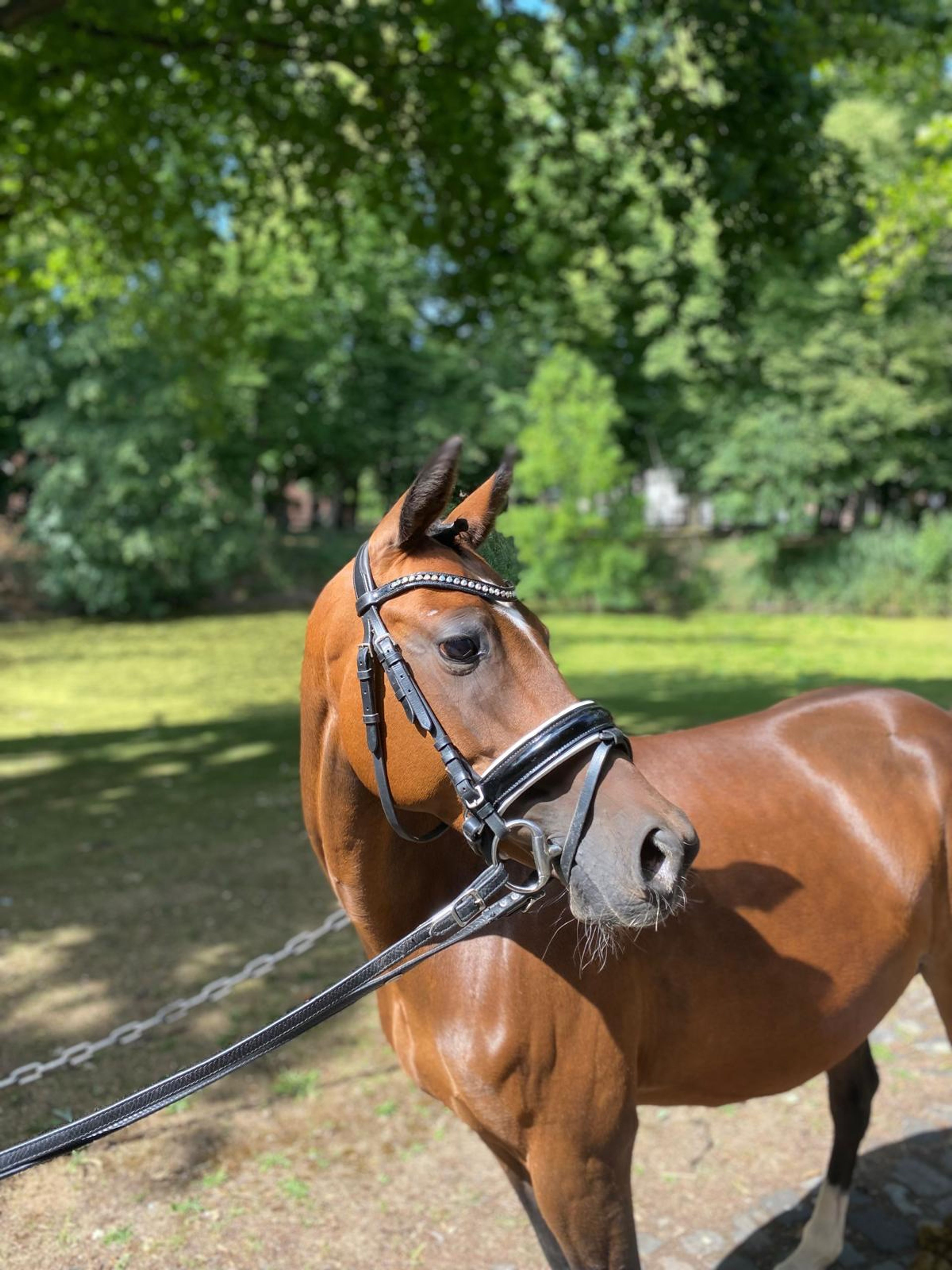 Mississippi HP(+Pinocchio Junior) ☆☆ (STEERWOLDE´S V.I.P x BODO) - Image 2