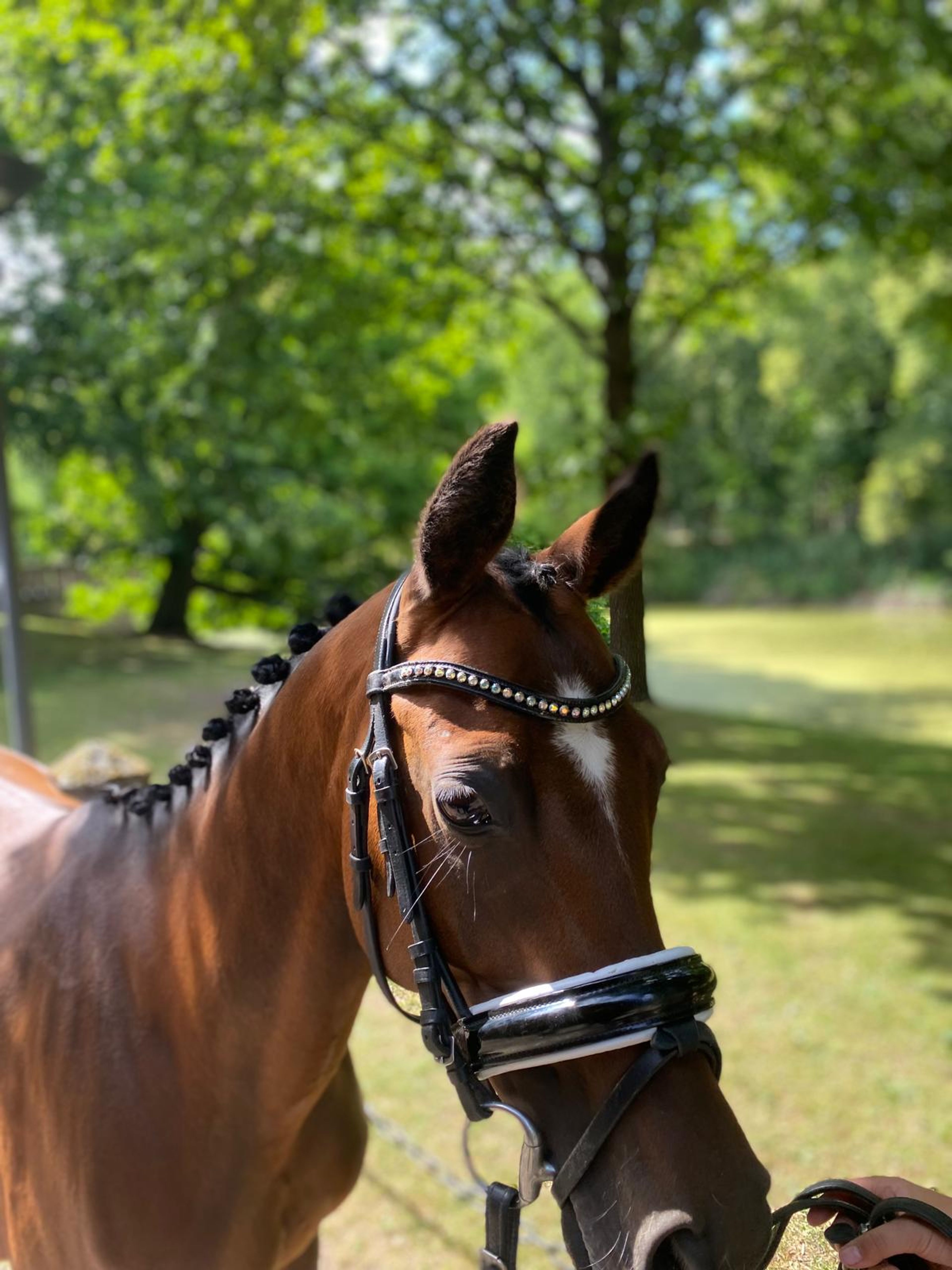 Mississippi HP(+Pinocchio Junior) ☆☆ (STEERWOLDE´S V.I.P x BODO) - Image 4