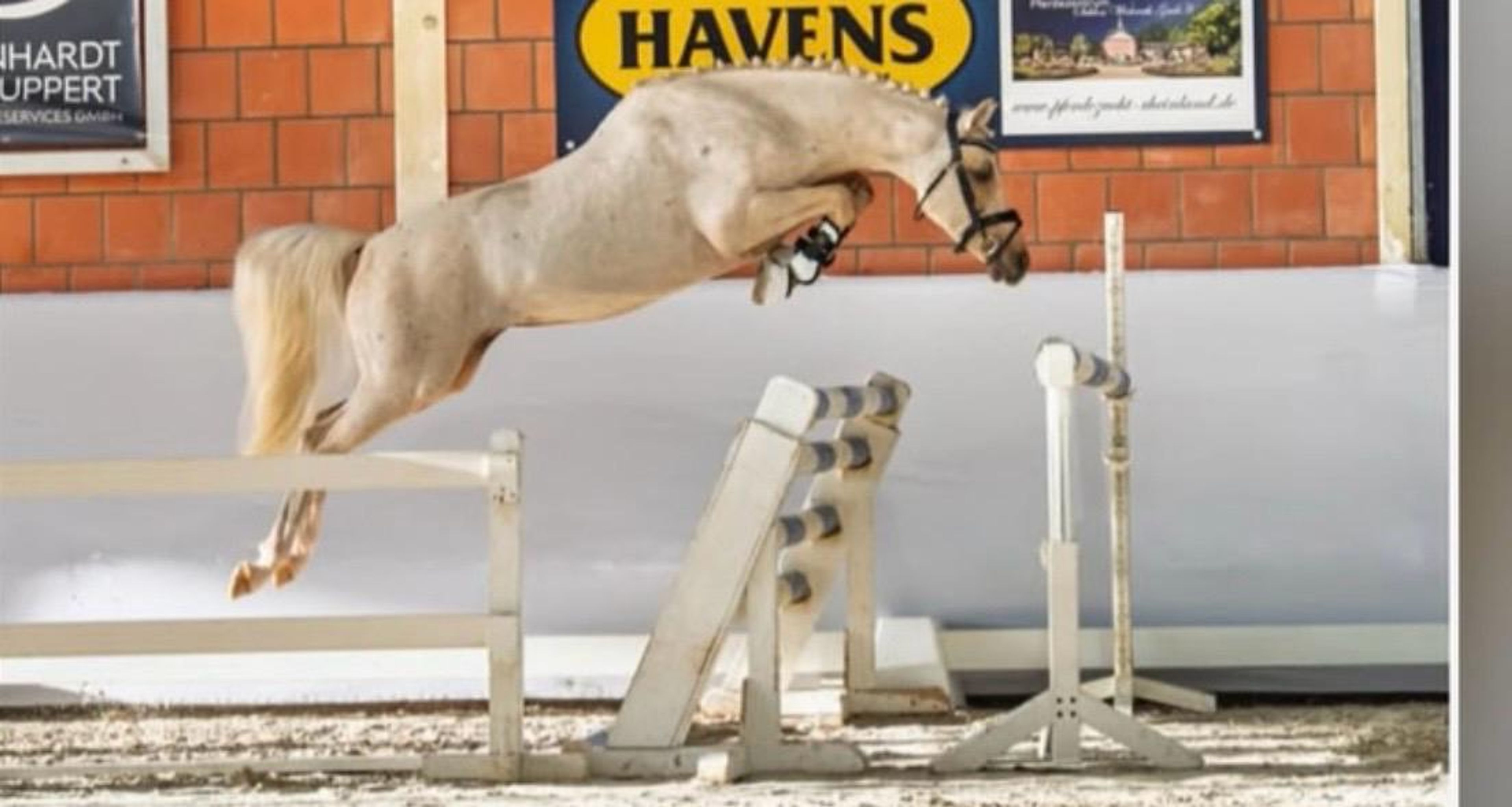 Mississippi HP(+Pinocchio Junior) ☆☆ (STEERWOLDE´S V.I.P x BODO) - Image 5