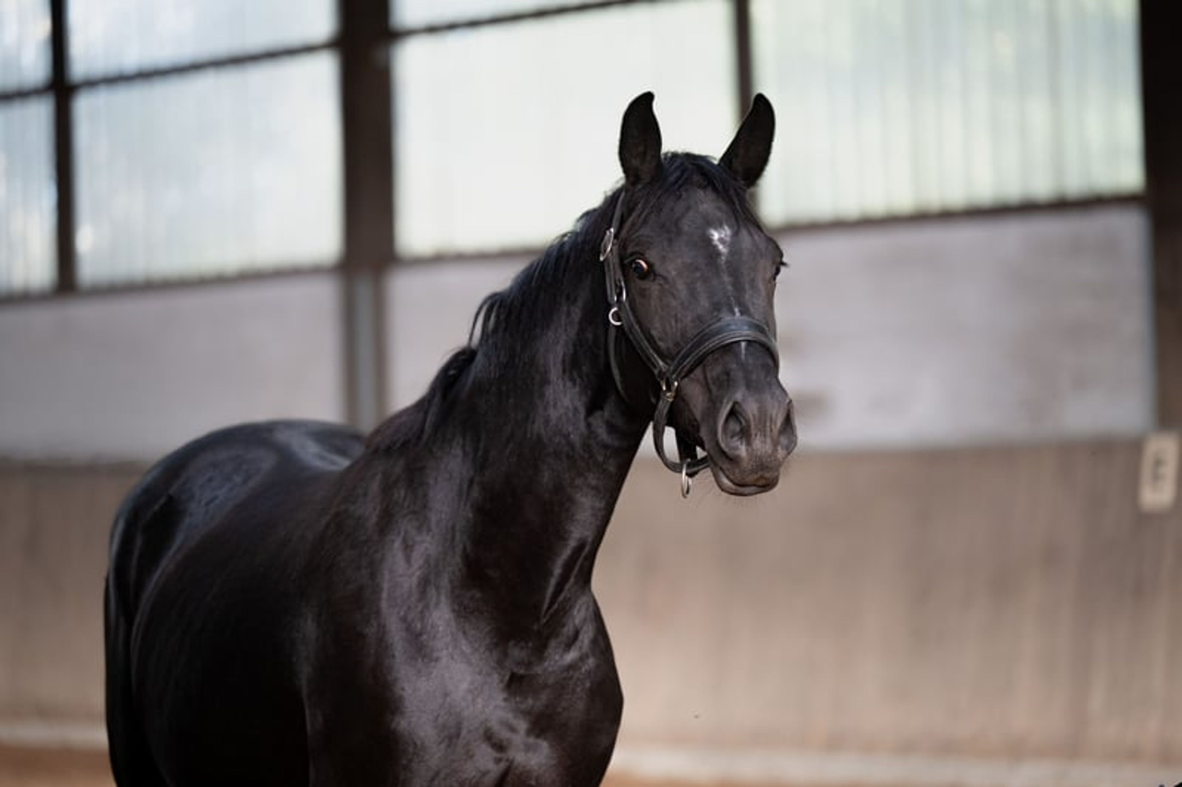 Beautiful mare with expressive movements