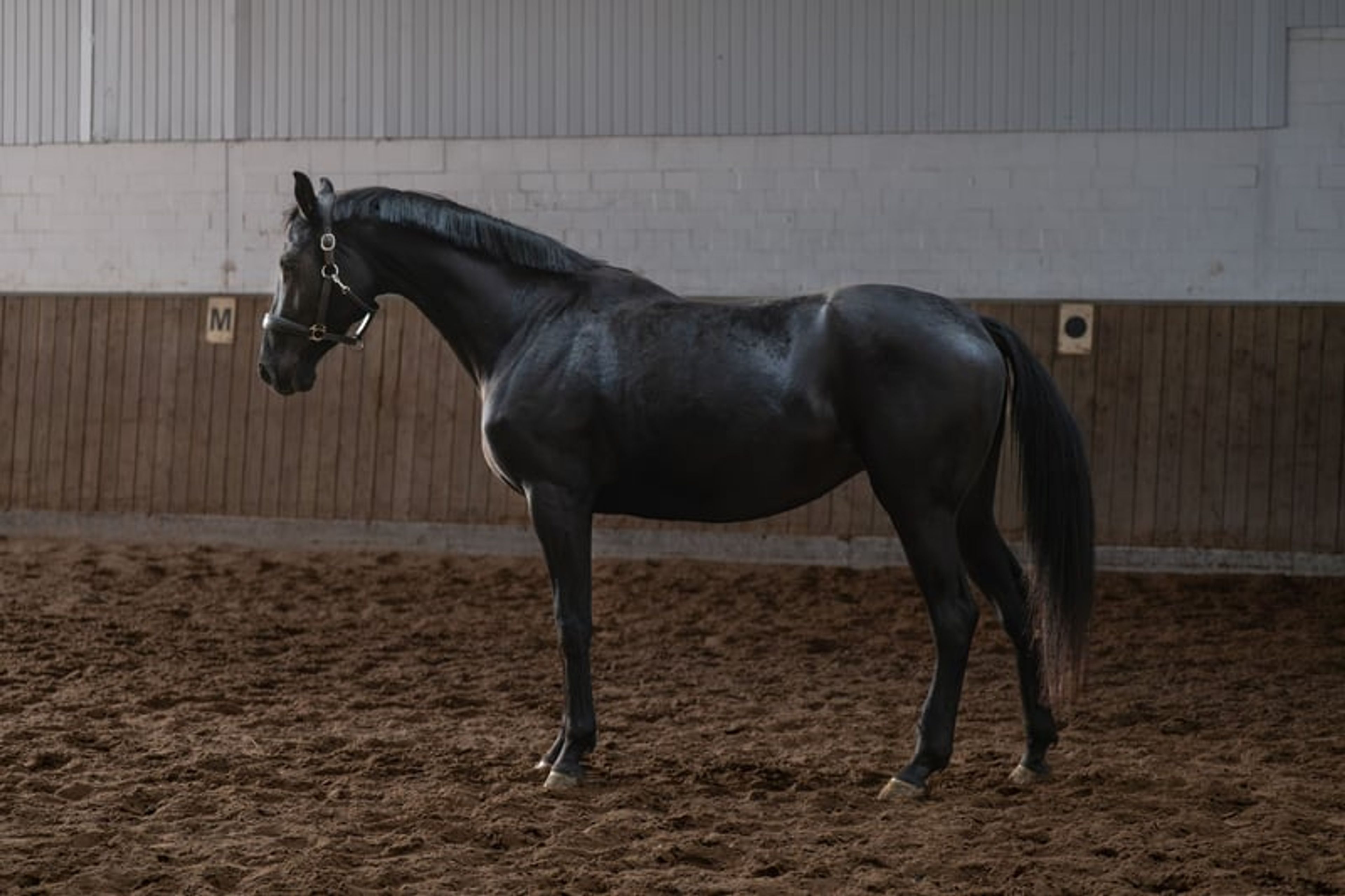Beautiful mare with expressive movements - Image 2