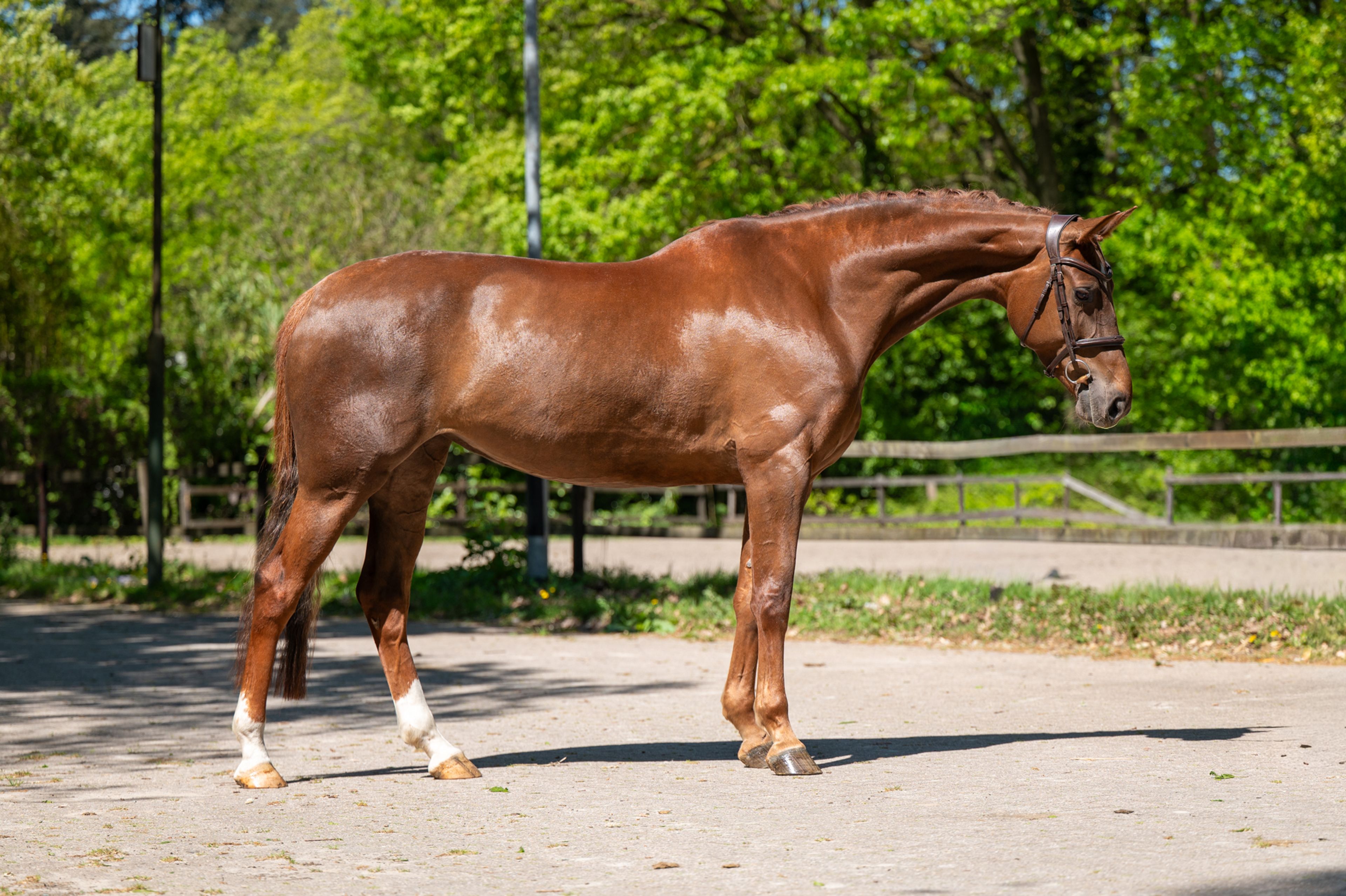 A Caremba (ACTIVE X VAN OLLAND.BIZ x CAREMBAR DE MUZE)