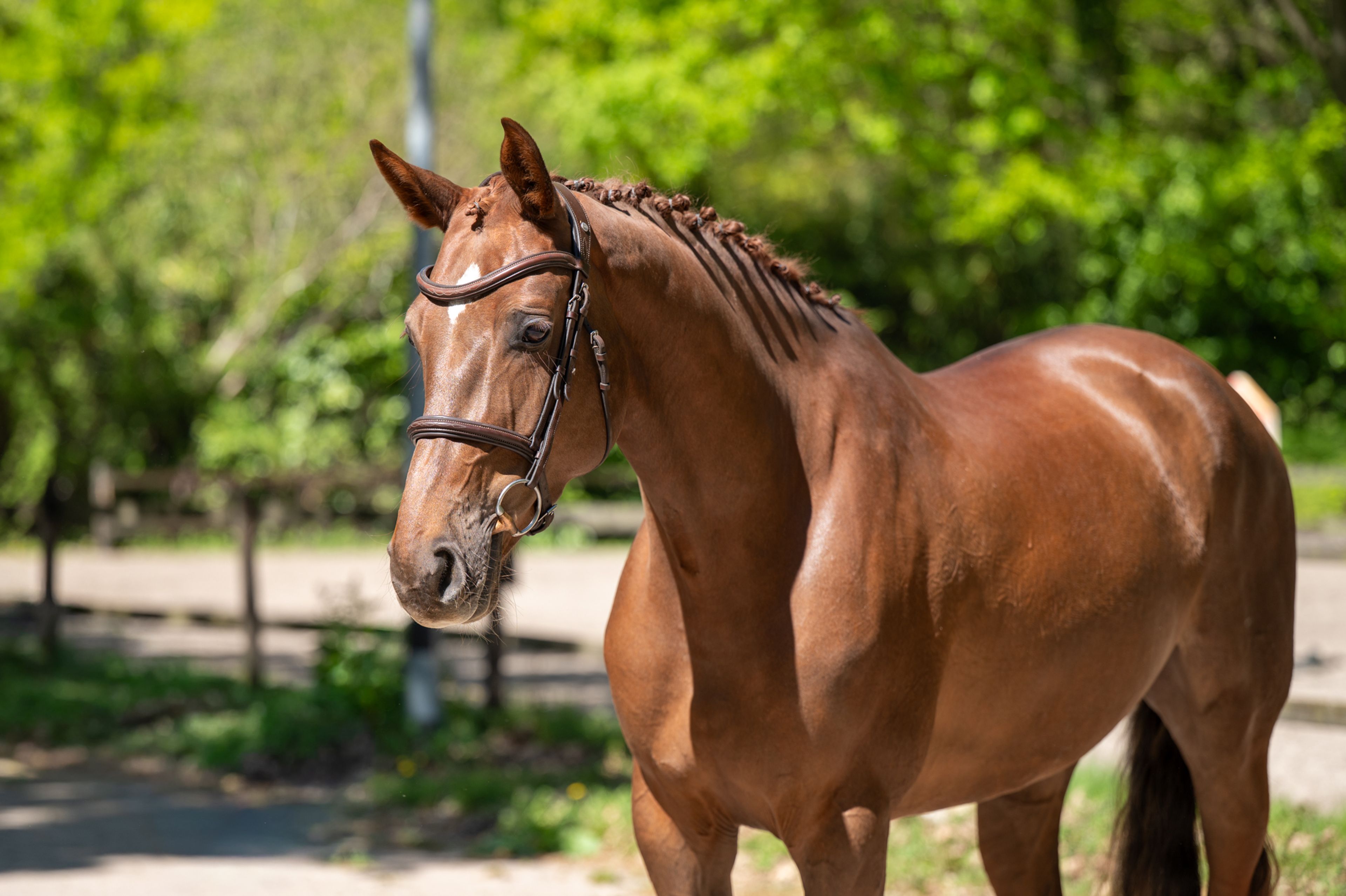 A Caremba (ACTIVE X VAN OLLAND.BIZ x CAREMBAR DE MUZE) - Image 3