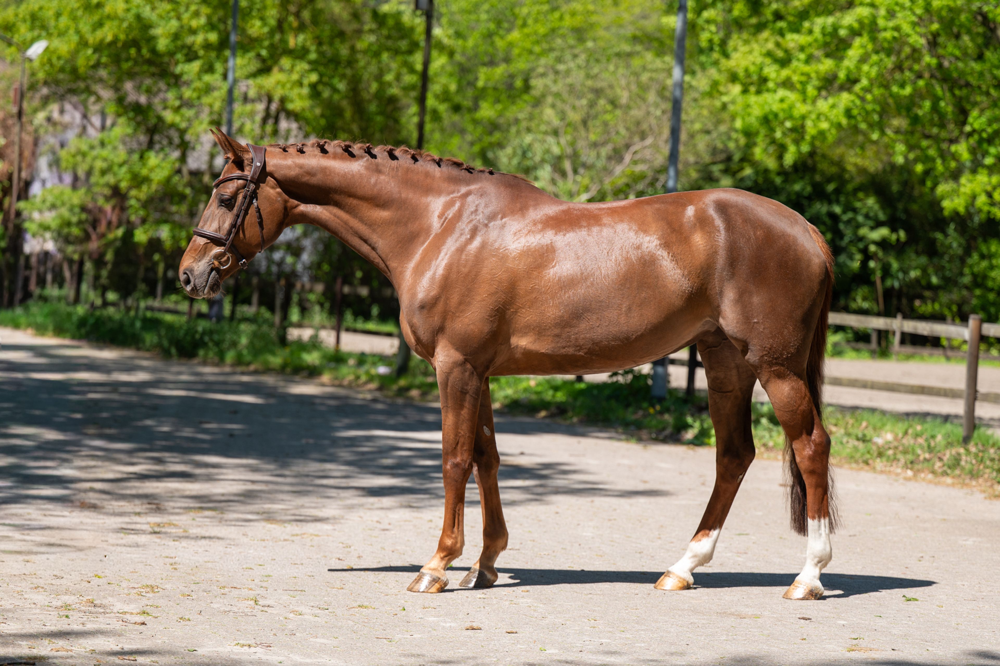 A Caremba (ACTIVE X VAN OLLAND.BIZ x CAREMBAR DE MUZE) - Image 4