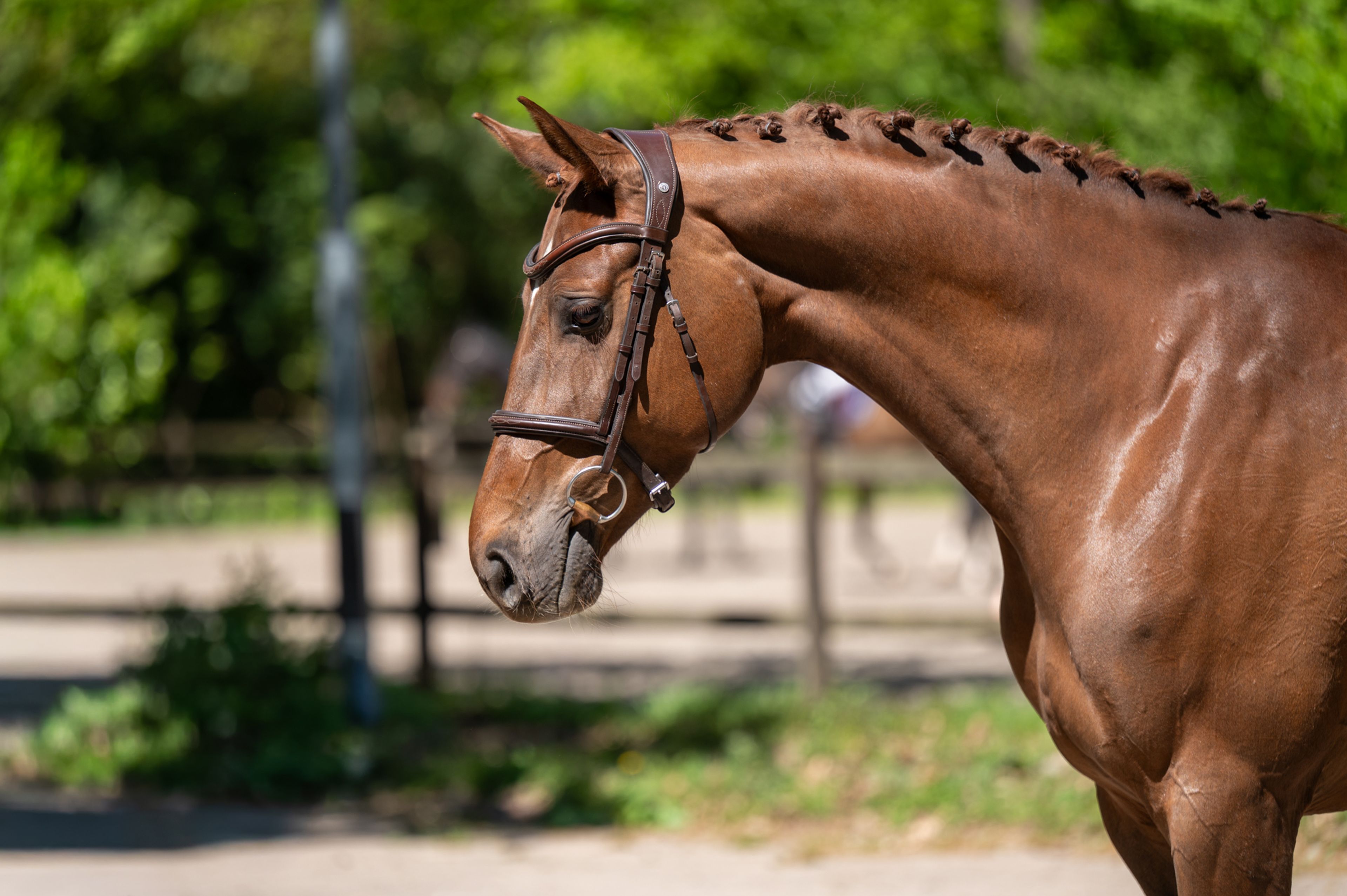 A Caremba (ACTIVE X VAN OLLAND.BIZ x CAREMBAR DE MUZE) - Image 5