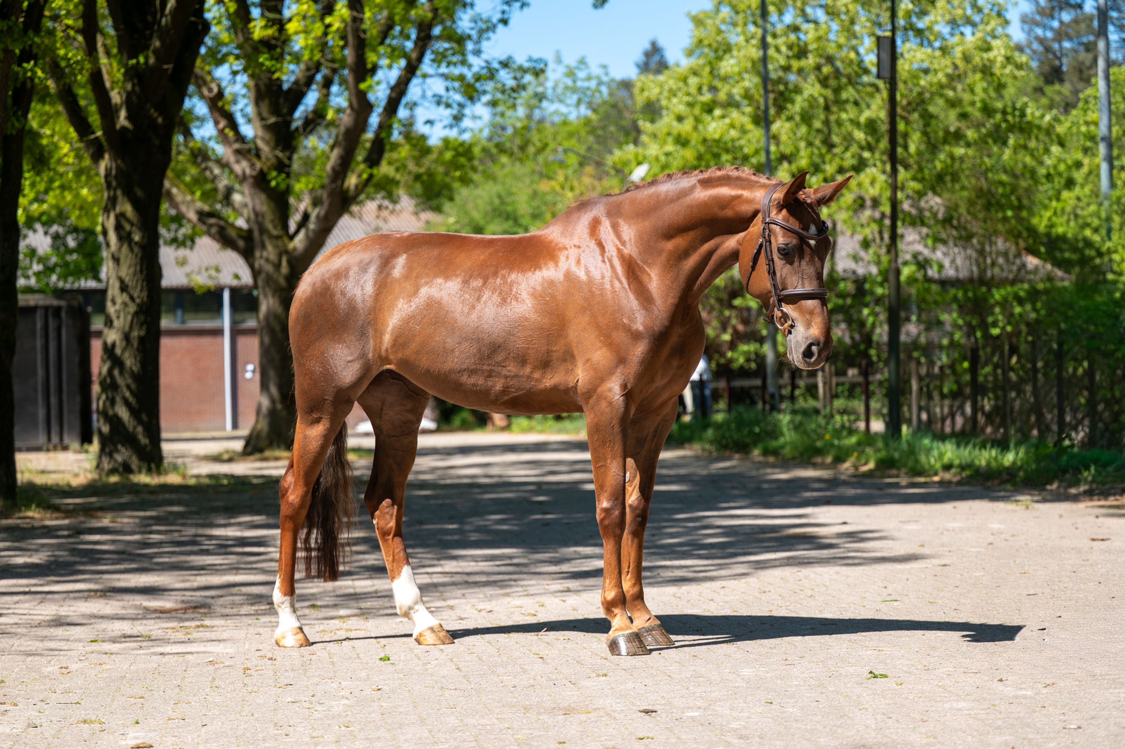 A Caremba (ACTIVE X VAN OLLAND.BIZ x CAREMBAR DE MUZE) - Image 6