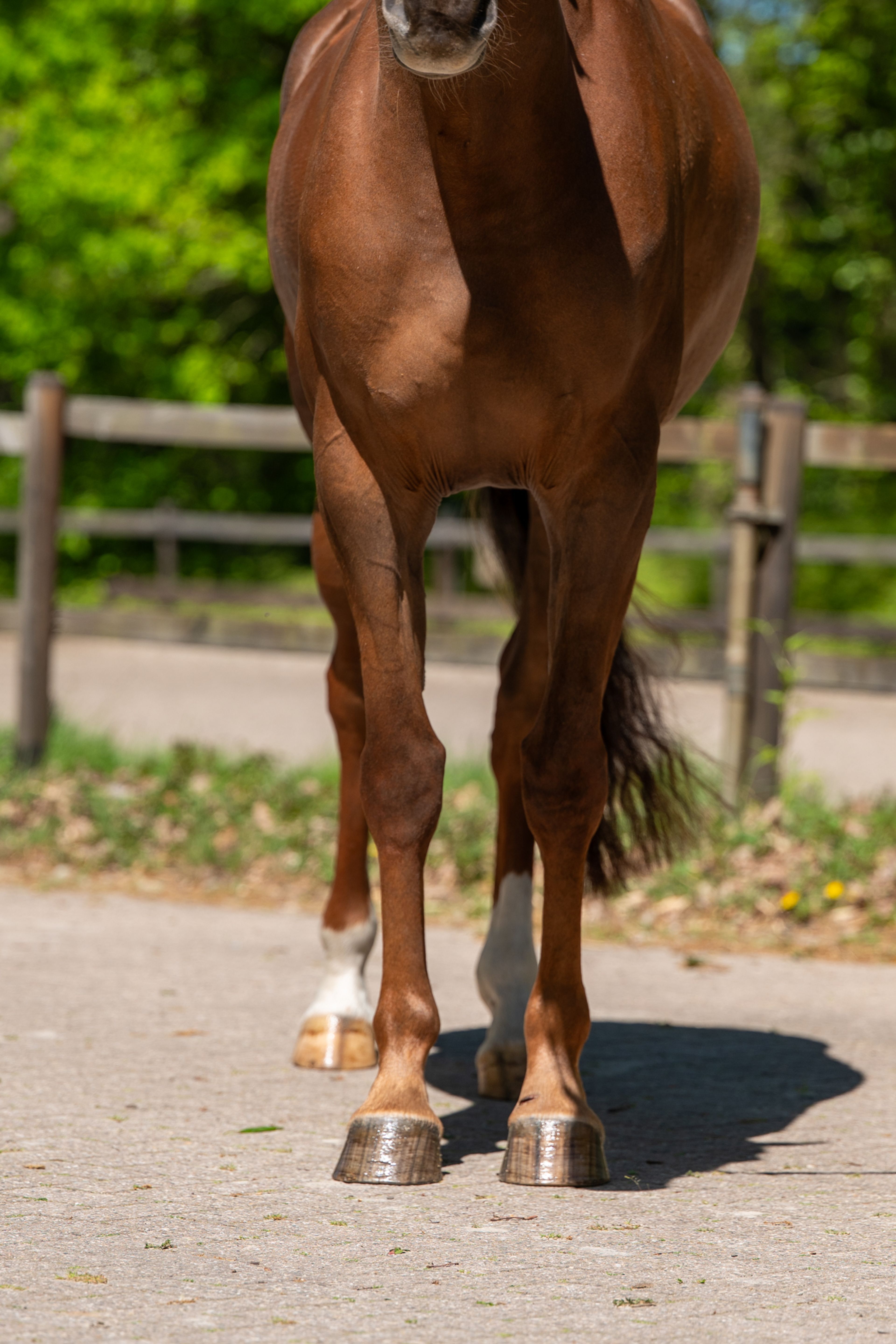A Caremba (ACTIVE X VAN OLLAND.BIZ x CAREMBAR DE MUZE) - Image 7