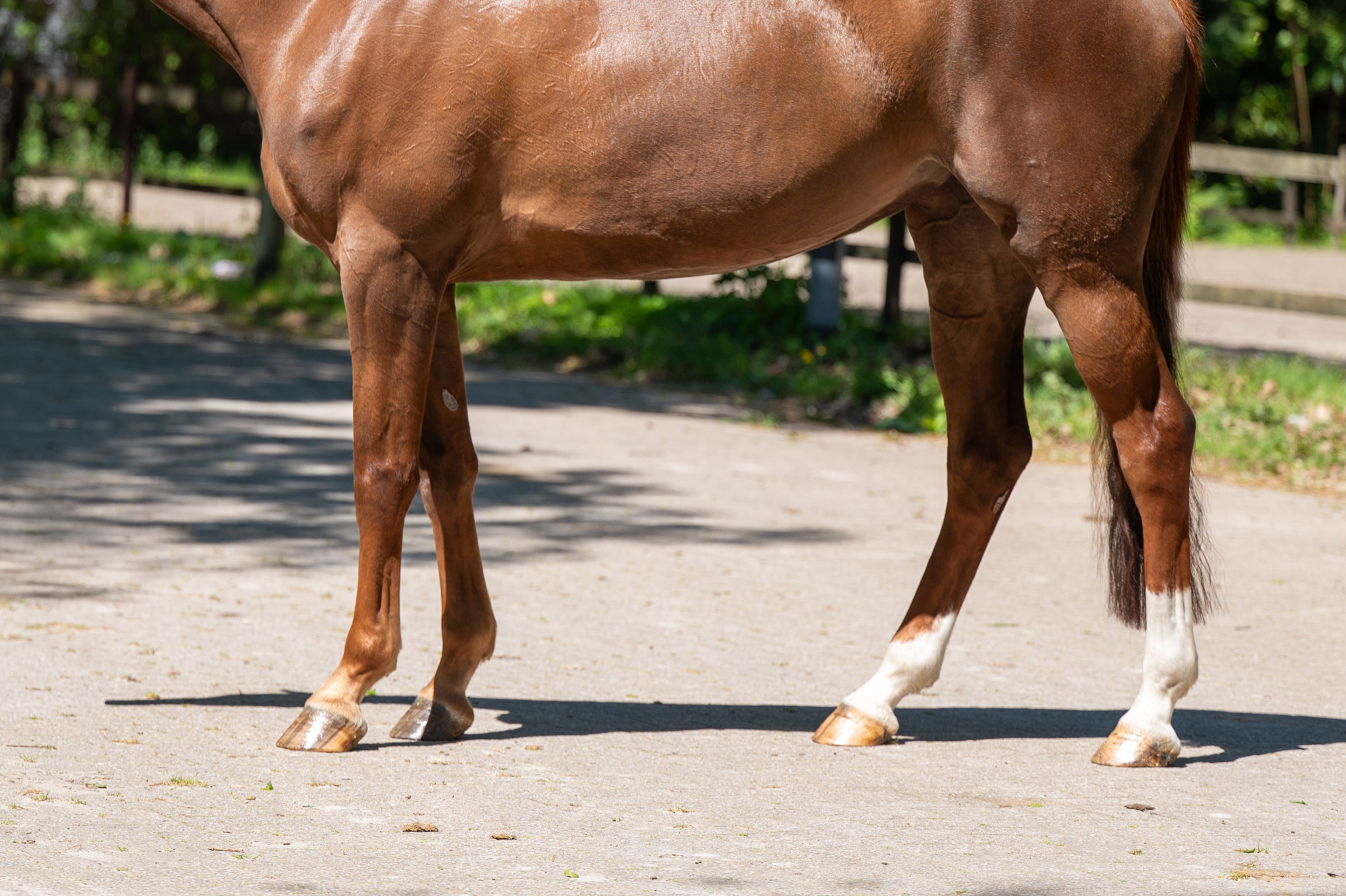 A Caremba (ACTIVE X VAN OLLAND.BIZ x CAREMBAR DE MUZE) - Image 8