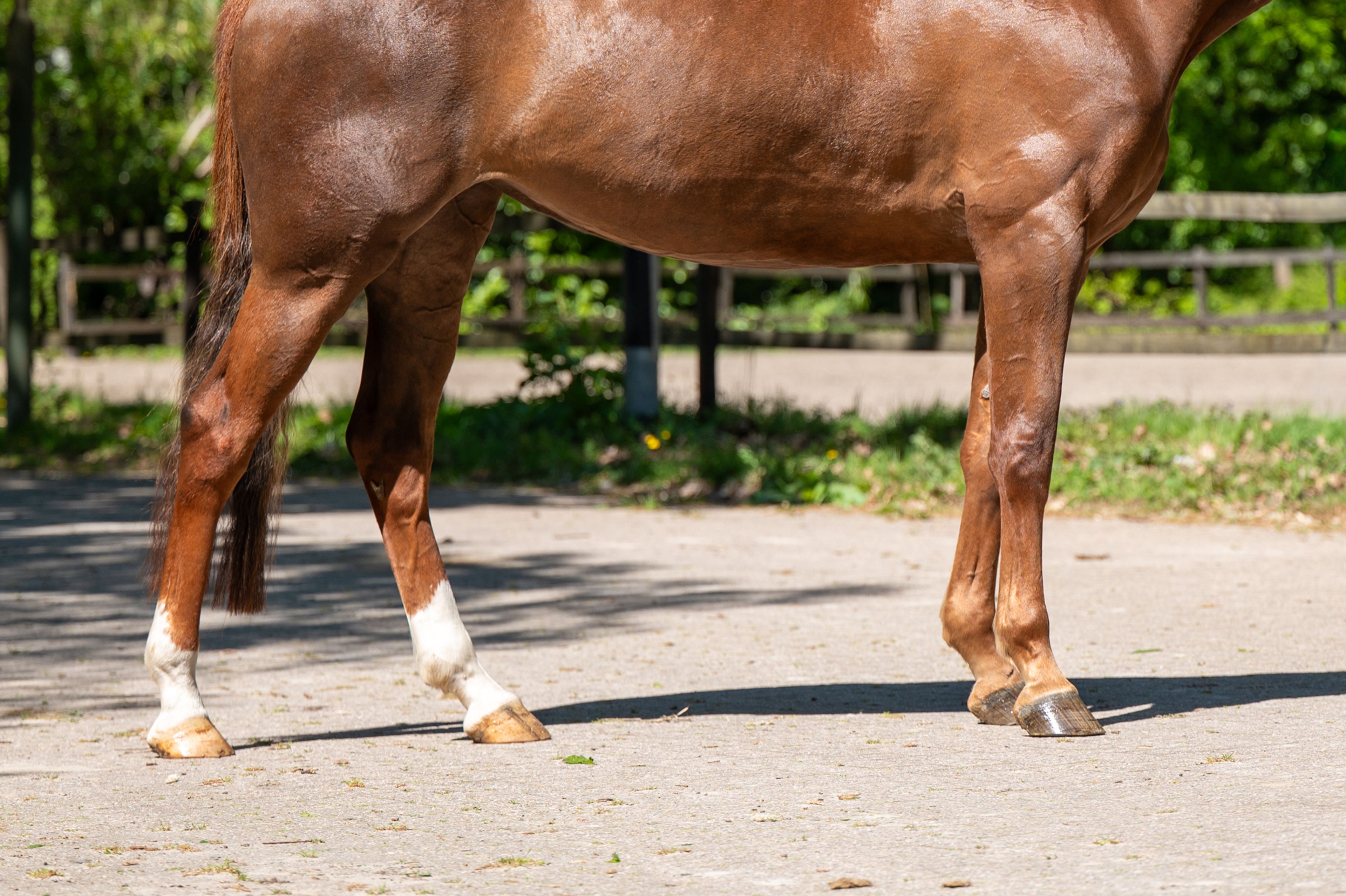 A Caremba (ACTIVE X VAN OLLAND.BIZ x CAREMBAR DE MUZE) - Image 9