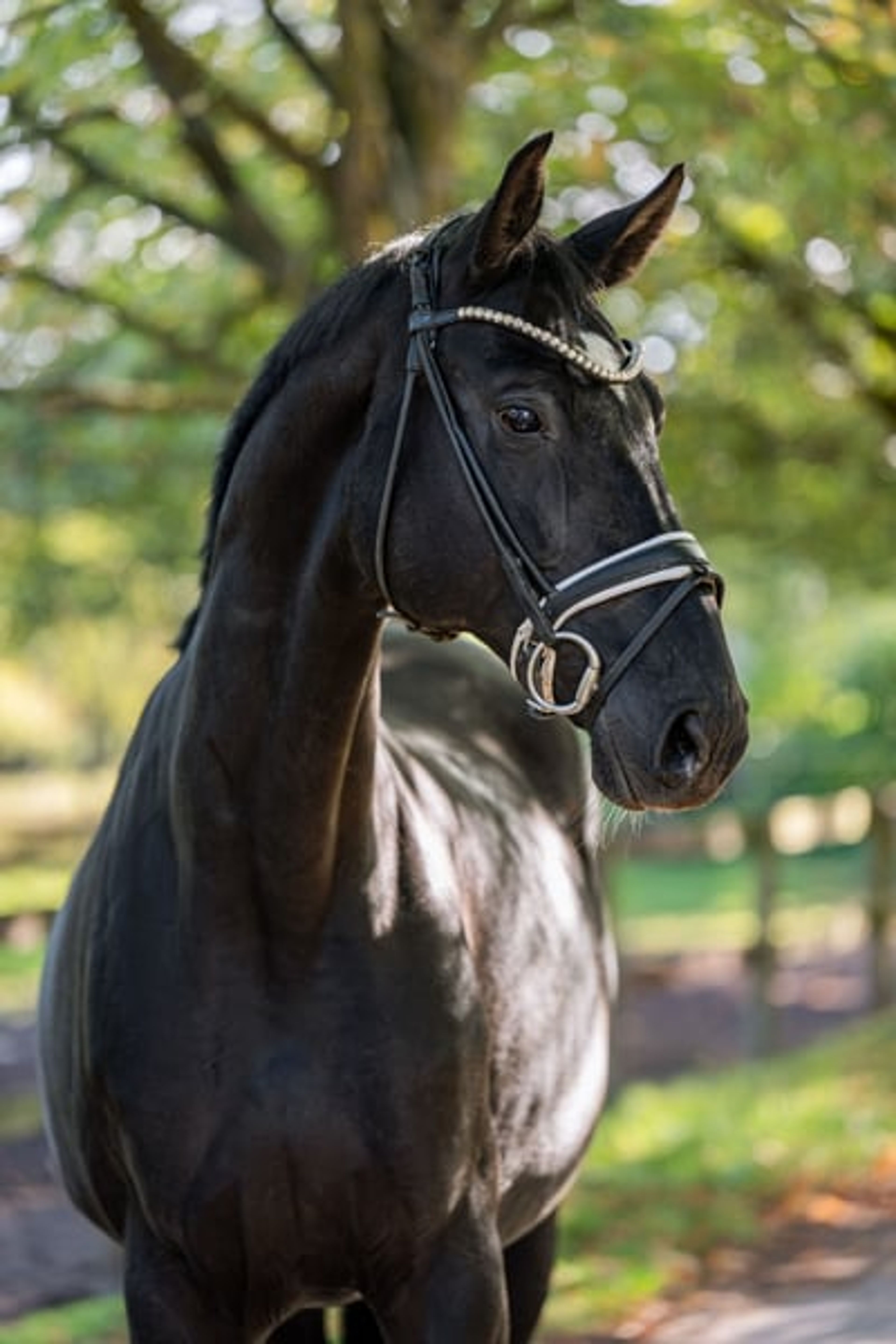 Large-framed black mare with elegant gaits