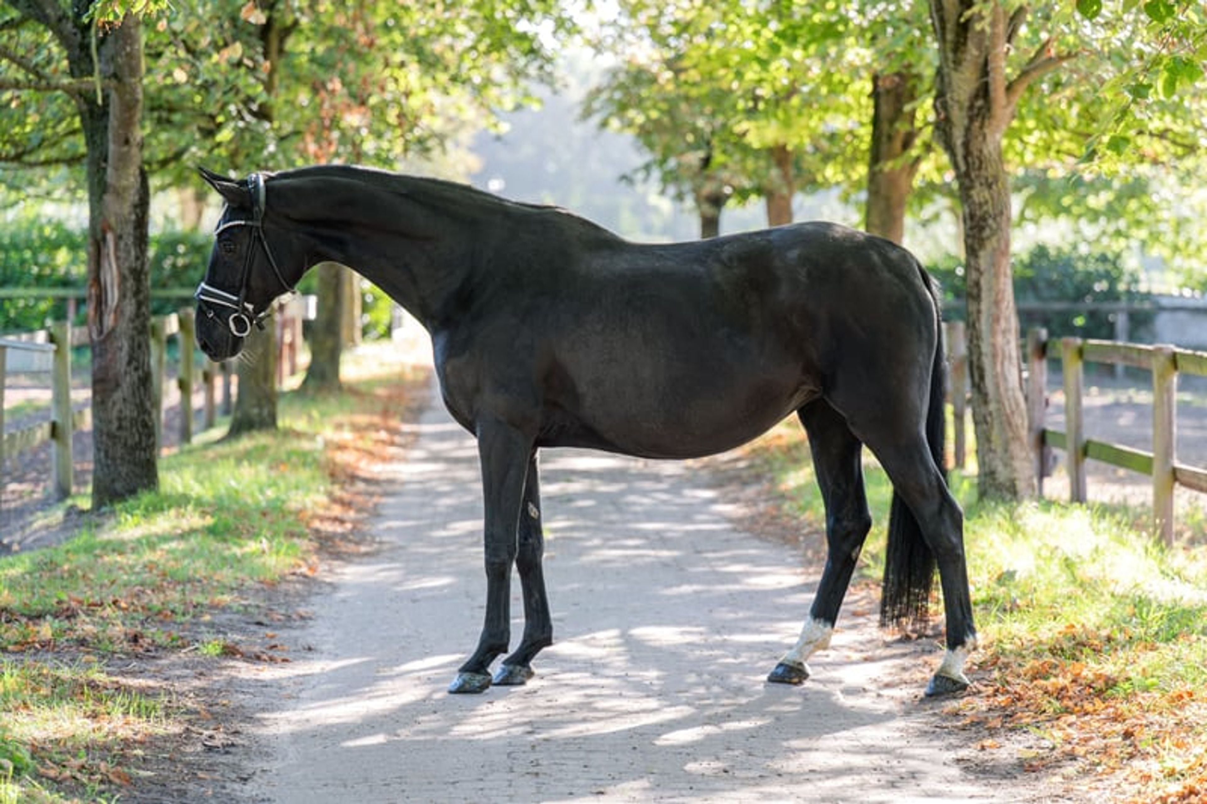 Large-framed black mare with elegant gaits - Image 2