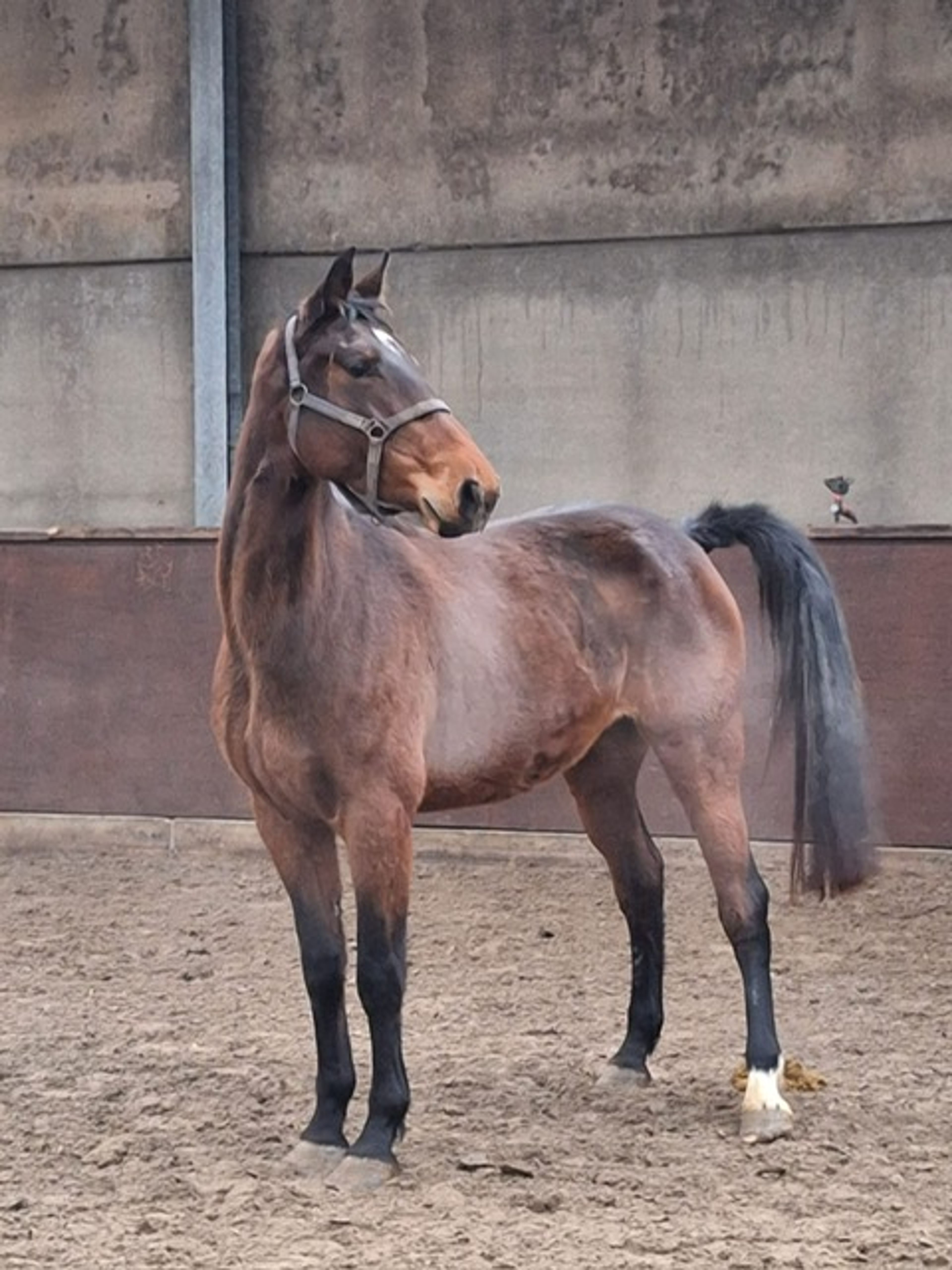 Belinni P&A Z ☆ (BALTIC DE LA VIE x CARETINO) - Image 1