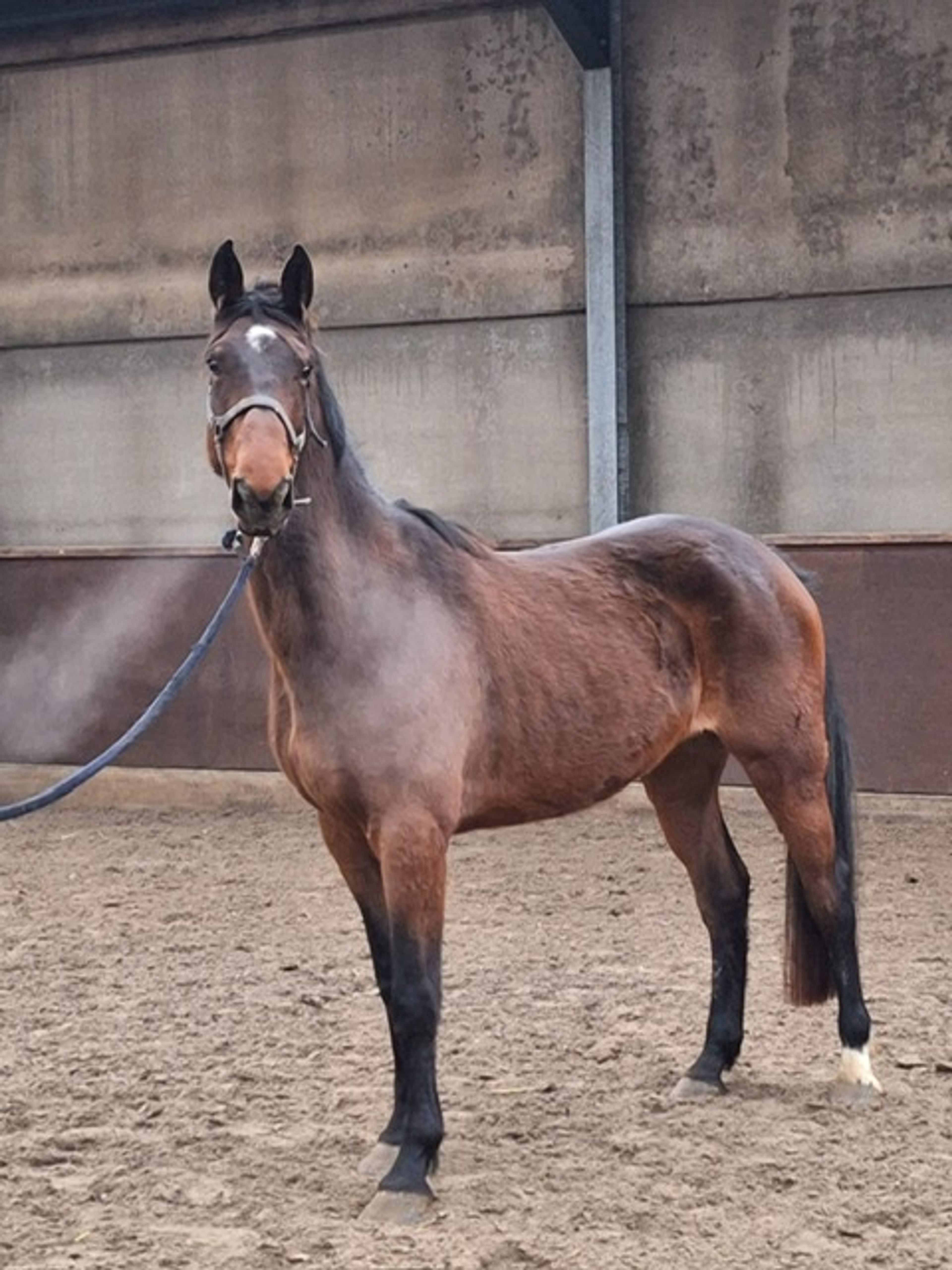 Belinni P&A Z ☆ (BALTIC DE LA VIE x CARETINO) - Image 2